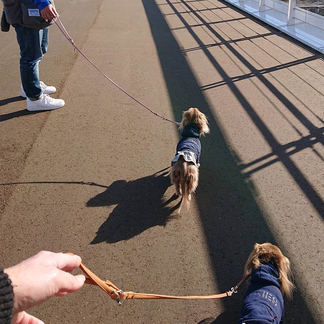 くるみんのインスタグラム：「*  1月4日 臨港パークでお散歩  昨年から工事をしていた女神橋が一部開通していました！ 臨港パークからカップヌードルミュージアムパークまで橋を通って行けるようになりました♪  #ミニチュアダックスフンド #ミニチュアダックスフント #ミニチュアダックス #イザベラタン #イザベラ #カニンヘンダックスフント #カニンヘン #カニンヘンダックス #カニンヘンダックスフンドの日常 #カニンヘンの会 #カニンヘンダックスフンド #チョコタンダックスフント #チョコタンダックスフンド #チョコタンダックス #チョコタン #ダックスlove #ダックス多頭飼い #ダックスフント #ダックスフンドカニンヘン #ダックス部 #ダックス大好き #ダックスフンド #ダックス #いぬばか部 #いぬすたぐらむ #短足部 #女神橋 #dachshundgram #dachshund #instagramdog」
