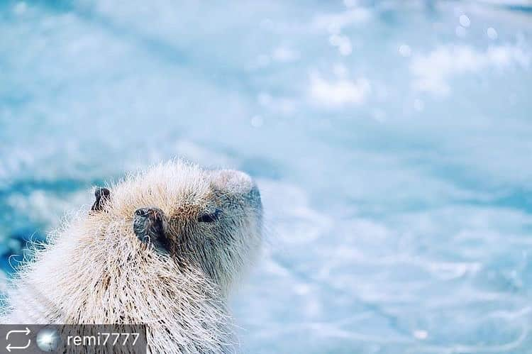 東京カメラガールズのインスタグラム：「. . 今回のフィーチャーは @remi7777  さんの素敵な1枚👏 ご投稿ありがとうございます！ そして、おめでとうございます✨  これからもお写真の投稿楽しみにしています😊✨ ぜひ皆さんも、#カメラガールズ #東京カメラガールズ をつけて投稿してみてくださいね！ 素敵な写真を見つけ次第、こちらのアカウントでご紹介させていただきます😊 . . . . ＼部員募集／ カメラガールズメンバーになると 楽しいイベントや貴重な体験が 盛りだくさん！ 🖥 www.camera-girls.net カメラガールズ で検索してぜひ部員登録してね！ 登録は無料です(*´ᴗ`*)♪ . . . .」