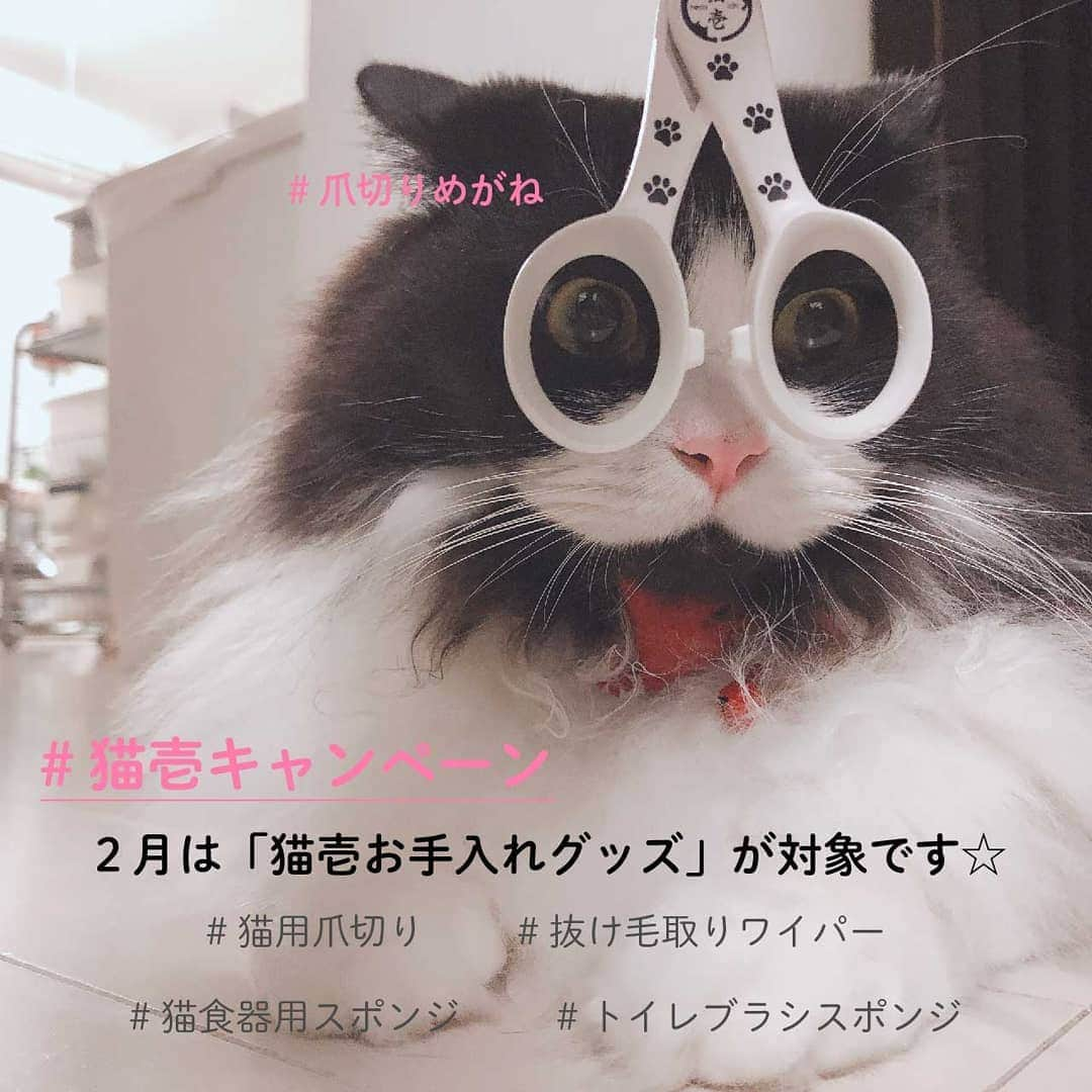 猫壱（ねこいち•ネコイチ）さんのインスタグラム写真 - (猫壱（ねこいち•ネコイチ）Instagram)「【#猫壱キャンペーン ✨応募要項】 ▫ 2月はねこねこ月間🐱 ▫️ 可愛い愛猫のケアをしてもらいたいので2月は猫壱のお手入れグッズを使ってくれている動画·お写真を対象にキャンペーンを開催します♪  また猫用爪切りをめがね👓に見立てた#爪切りめがね選手権　も同時開催♥ 可愛い爪切りめがね姿には#爪切りめがね　のハッシュタグをつけてポストしてくださいね♪  ◽️ ＊＊★応募要項★＊＊ ▫ ▫ ① 猫壱Instagramアカウントをフォロー♥ ▫ ▫ ② 対象の猫壱商品 と一緒に写っている写真を撮りましょう📷✨ ▫ ▫ ③【#猫壱キャンペーン  】・【#猫壱 】 ・【対象商品】のハッシュタグをつけてお写真や動画を投稿♪ 海外の方にも見て頂きたいので#necoichi もつけてもらえると中の人が喜びます❤︎ ▫ ▫ お写真や動画をポストするときには猫壱にタグ付けしてもらえればうれしいです😃✨ ▫ ▫ ★対象商品 ▫ 🔹#猫用爪切り 🔸#抜け毛取りワイパー　 🔹#猫食器用スポンジ 🔸#トイレブラシスポンジ　 ▫ ★対象期間 ・2021年2月1日～2月28日 ▫ ★受賞 金賞・銀賞・銅賞　3名さまと動画賞1名様　爪切りめがね賞　2名さま　に猫壱商品と非売品·猫壱オリジナルシールをプレゼント🐱❤❤ ▫ (在庫状況によりプレゼントできないものもあります。ご了承ください) ▫ ▫ ▼ご注意▼ ①【 猫壱の商品 】だと明確にわかる動画・写真をお撮りください。 ▫ ・ ②2月以前のお写真でも応募できますが、ポストしなおしてください❤︎ ▫ ▫ ご投稿頂いた写真や動画の中で、面白いお写真・動画は猫壱がリポストして、皆様にご紹介します♪ ▫ ▫ たくさんのご応募お待ちしています😉 ▫ ▫ #ねこ #ネコ #猫好き #ねこらぶ #猫#ペット  #necoichi #cat #kitty  #kitten #pet#にゃんだふるらいふ #猫好きさんと繋がりたい #ねこすたぐらむ#写真募集 ▫ #猫壱キャンペーン概要」2月1日 8時29分 - necoichicojp