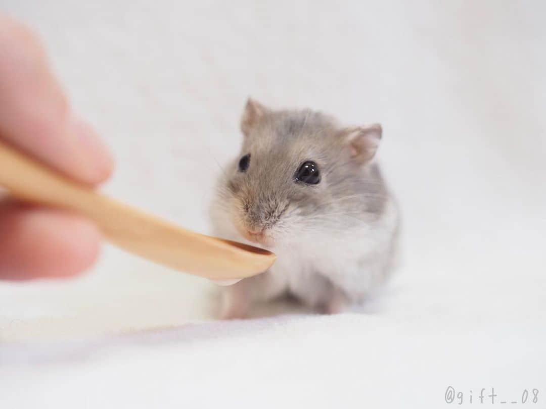manoのインスタグラム