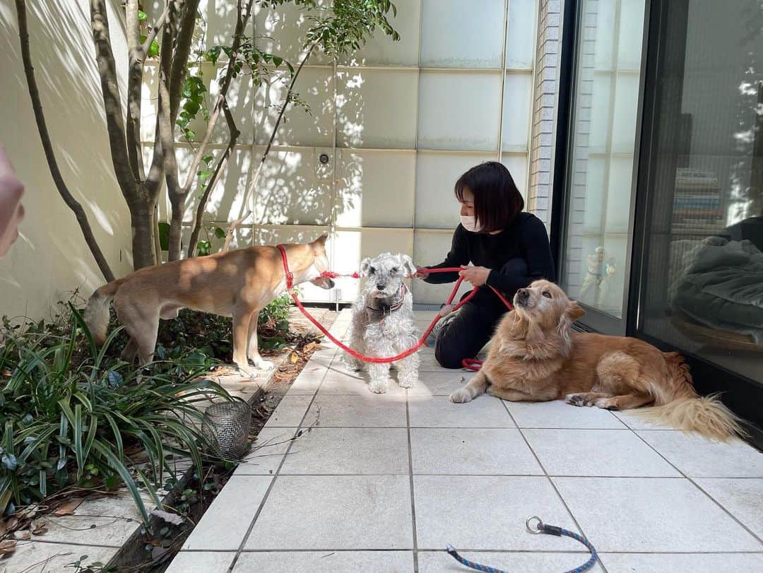 大日方久美子さんのインスタグラム写真 - (大日方久美子Instagram)「・ 遂にこの日を迎えた。  触ることすらできなかったKINGに 触ることがでるようになったあの日から10日間。 リードを見せ、常に近くに置いてKINGに赤い紐が怖いものではないと伝え、遂に遂にトレーナーの @dogspirit.konao さんに来てもらいお散歩トレーニングをしてもらった。  リードをものの10分でつけてくださった @dogspirit.konao さんは、その後1時間30分くらいテラスでKINGと向き合ってくださり、最後は散歩に連れ出してくれました。  その間2本のリードを噛みちぎりましたが、それでも吠えることも威嚇することもなく、頑張ってくれたKING🙏🏻  外に出たら、怖さで動けないこともありましたが、それでもパニックまではいかず歩いてくれました。  リードの引き方、一緒に散歩をする際の私たちの気持ちのもちようなど @dogspirit.konao トレーナーに教えていただけたことで、やっとKINGに外の世界を見せてあげられて、本当に嬉しいです。  もっともっと早く散歩に連れて行ってあげたかったけど、触ることもできない私には無理だった。  警戒心が強い子の為に、私がしっかりトレーニングしないと行けないなぁ。と強く感じています。  ただ引き出して保護するだけじゃなく、犬たちとの信頼関係をきちんと築いてあげることが大事で、それは、私たち人間の役目。私が未熟だから5ヶ月も触らせてもらえなかったんだよね。  それをKINGが容認してくれて、触らせてくれるようになって…。KINGに育ててもらった気持ちです。  でも！ とにかく！  KINGの記念すべき日を迎えられて嬉しい！！  @dogspirit.konao さん曰く、KINGはお散歩を数回行くだけで、すぐに歩けるようになる！ですって！  KINGはやっぱり最高に頭のいい子だ❤️ @dogspirit.konao さんのInstagramには動画もアップされています！  ・ ・ #山口県からきたking #野犬 #保護犬 #元保護犬 #ペットショップに行くまえに #保護犬を家族に」2月1日 9時34分 - kumi511976