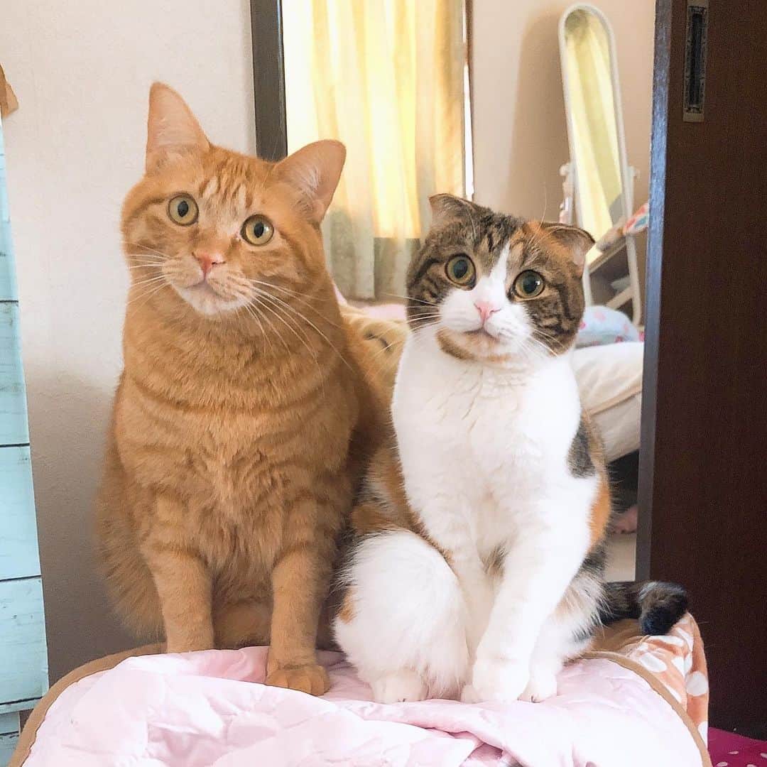 コテツさんのインスタグラム写真 コテツinstagram 21 2 1 今月もよろしくにゃん モツは前から見たら小さく見えるよ ブルータスの猫特集 モツ2歳 おはつ1歳 猫コタツの上で仲良く並んでました 2月1日 10時00分 Kotetuchan