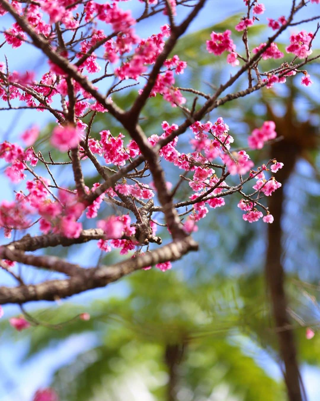 littleportelyさんのインスタグラム写真 - (littleportelyInstagram)「沖縄らしい冬の風景🌸🌴 . #寒緋桜  #寒桜 .  #沖縄#沖縄暮らし#沖縄生活#沖縄好きな人と繋がりたい#沖縄ライフ#沖縄移住#sakura#cherryblossom#okinawa#okinawalife#okinawajapan#okilife#shotoniphone#retrip#retrip_nippon#genic_mag#genic_okinawa#タビジョ#花好きな人と繋がりたい#flowers#flowerstyles_gf#flowerporn#flowerstagram#igers#igtravel#okinawaholic#桜#しま旅love」2月1日 10時05分 - no_ocean_no_life