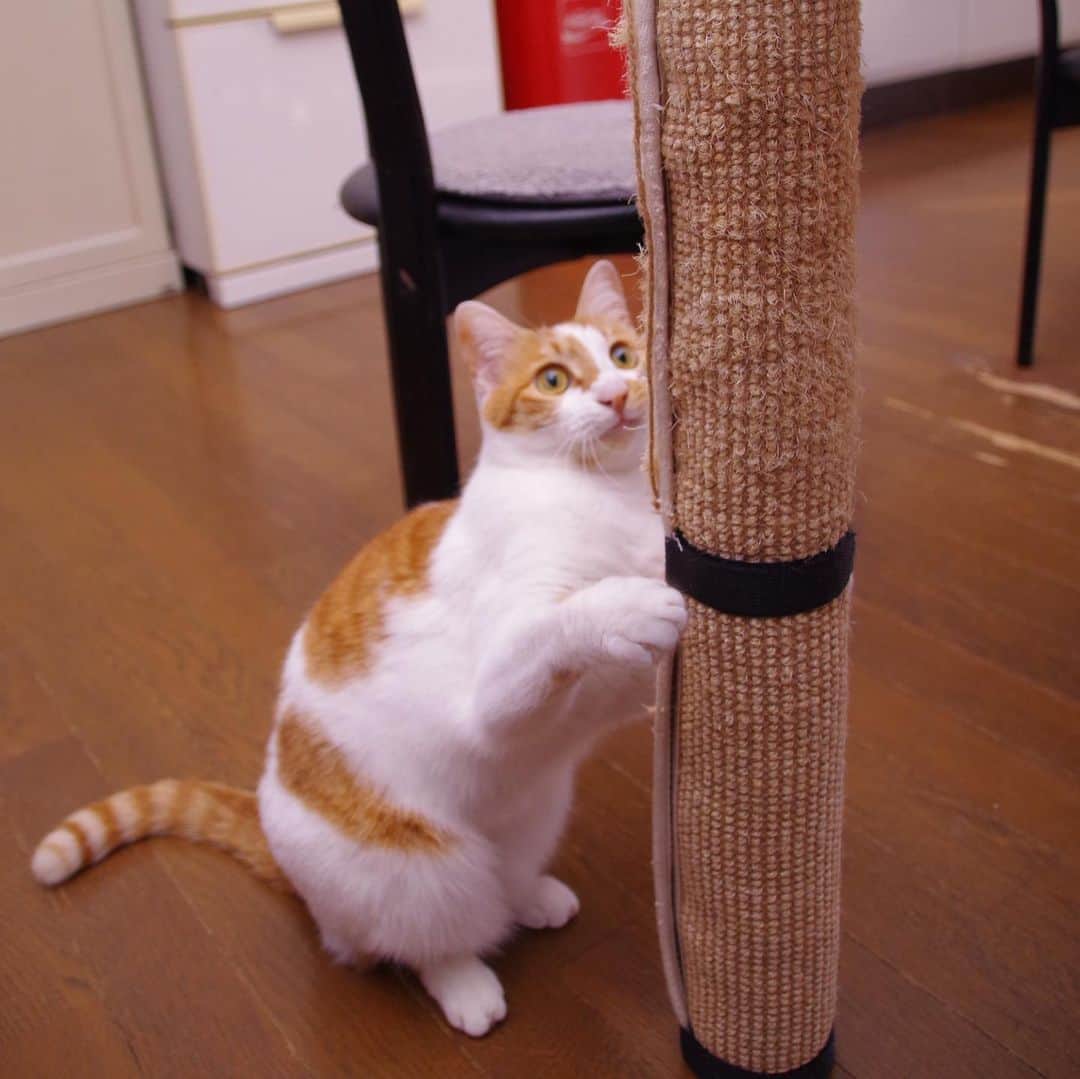 Kachimo Yoshimatsuさんのインスタグラム写真 - (Kachimo YoshimatsuInstagram)「テーブル脚爪研ぎで遊ぶ。 #うちの猫ら #oinari #猫 #ねこ #cat #ネコ #catstagram #ネコ部 http://kachimo.exblog.jp」2月1日 10時13分 - kachimo