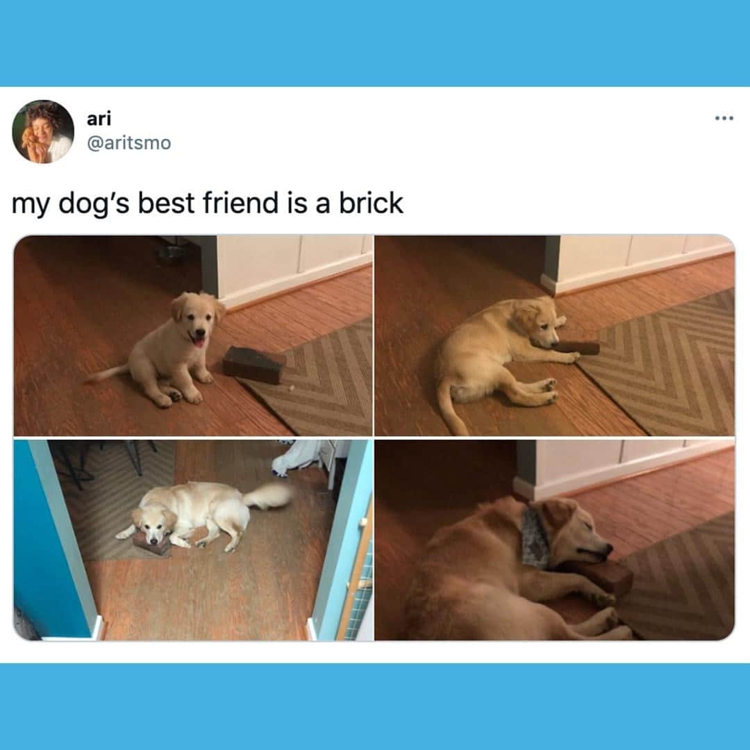 BarkBoxのインスタグラム：「NAME A BETTER LOVE STORY」