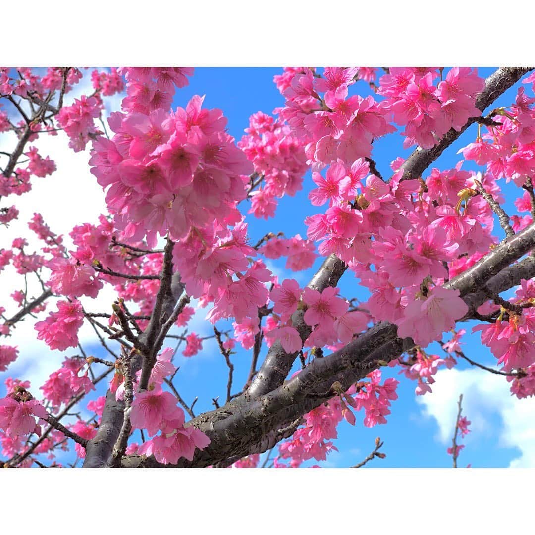Anlyさんのインスタグラム写真 - (AnlyInstagram)「I'm in Okinawa  #沖縄 #伊江島 #今帰仁城跡 #桜 #本部 #ieisland #okinawa #sakura #nakijincastle」2月1日 10時19分 - anly_singer