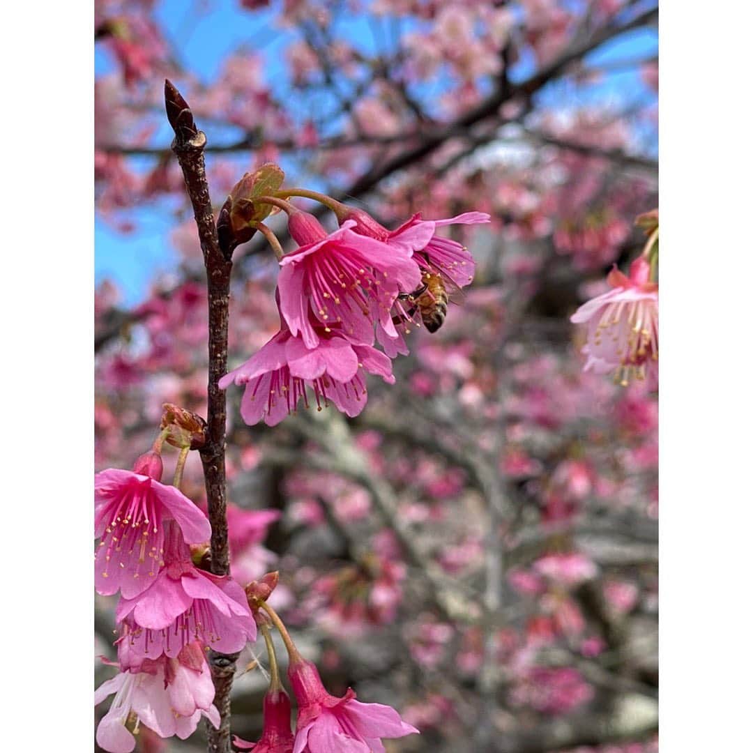 Anlyさんのインスタグラム写真 - (AnlyInstagram)「I'm in Okinawa  #沖縄 #伊江島 #今帰仁城跡 #桜 #本部 #ieisland #okinawa #sakura #nakijincastle」2月1日 10時19分 - anly_singer