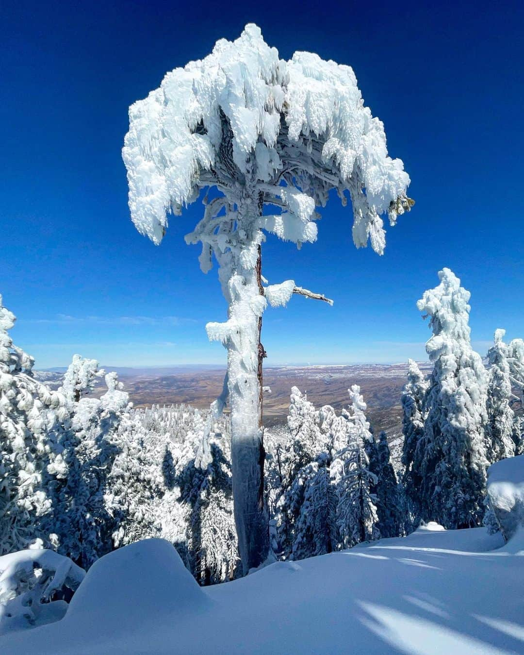 クリス・バーカードさんのインスタグラム写真 - (クリス・バーカードInstagram)「Skiing in Ventura, CA. Yesterday felt like once in a lifetime with perfect snow blanketing Ventura county.  We explored one of the more prominent & beautiful peaks in the Los Padres Wilderness. From the summit we could see the Channel Islands all the way to the Sierra! This is a coastal peak has been on my list to explore for years. Never thought I would be able to ski it tho. 2021 has brought a whole new meaning to backyard adventures. Truly the best kind there is. Sadly all I had was my iPhone for this ... a small part of me was sad for not being able to properly document but overall I felt more focused on being in this very rare moment.   Thanks @dylan.eslin for bringing it to life.」2月1日 10時25分 - chrisburkard