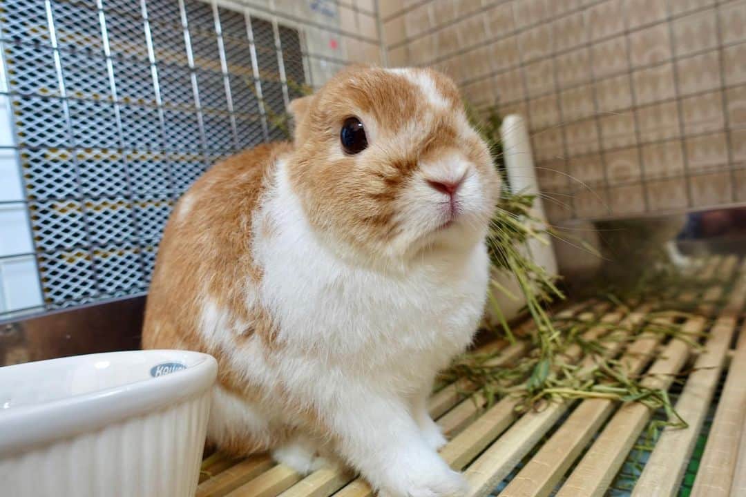 BUNNY?TUNA? さんのインスタグラム写真 - (BUNNY?TUNA? Instagram)「. 我が家の可愛いモルモットさん🤔 . #モルモット#耳がない# #ネザーランドドワーフ#ツナ#TUNA#うさぎ#ふわもこ部#うさぎ部#うさぎのしっぽ#ペット#netherlanddwarf#bunnystagram#rabbit#lapin#cutebunny#bunnylove#bunnies#pet#petgram#rabbitstagram#japan#kawaii#weeklyfluff#cutepetclub#instapets#instabunnies#animallovers」2月1日 10時30分 - bunny_tuna