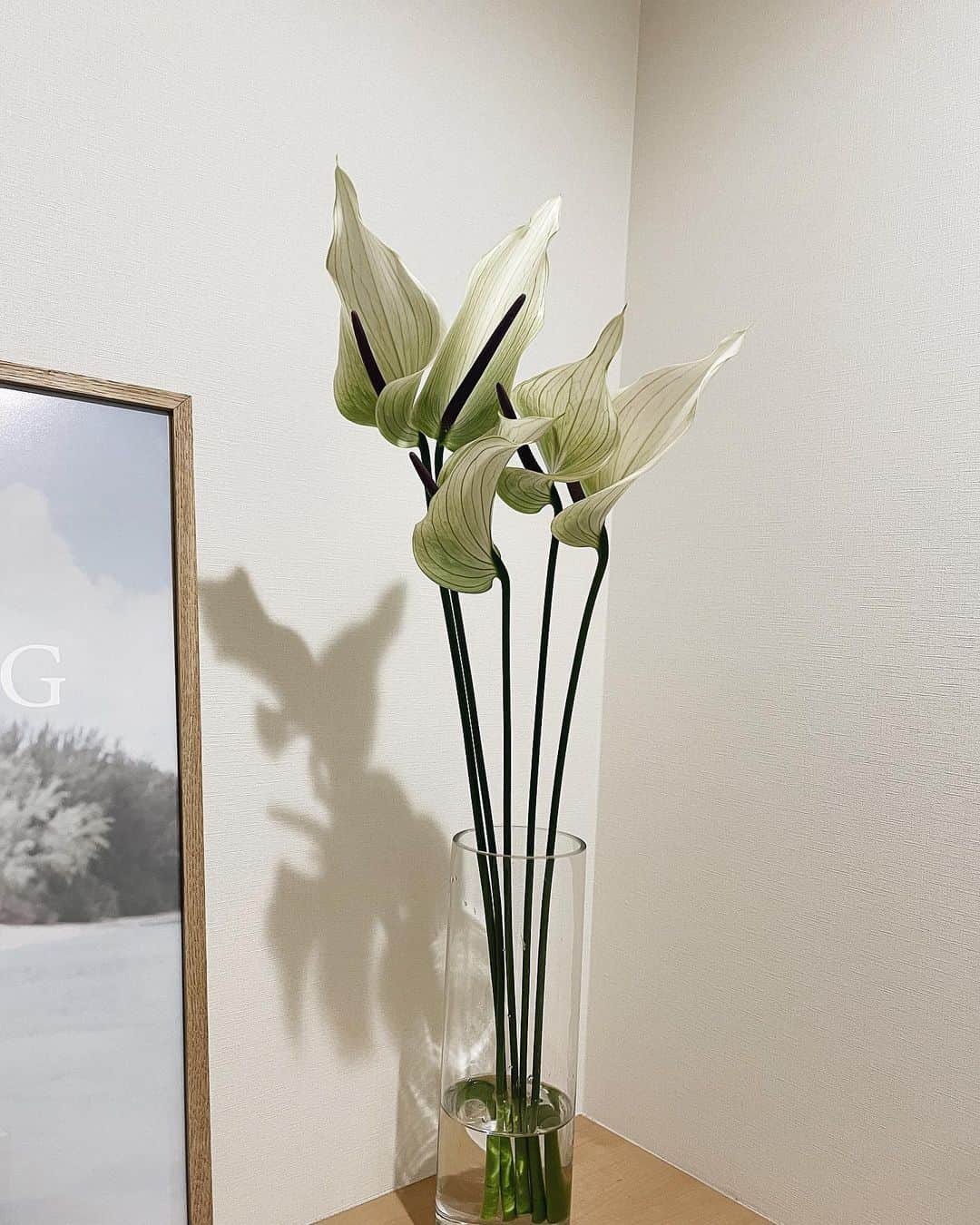 小西翼さんのインスタグラム写真 - (小西翼Instagram)「weddingでだいすきに なったアンスリウム💐🤍 . #flower#アンスリウム」2月1日 20時13分 - tucha_k