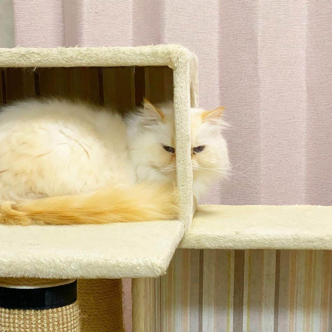 nemuru_catのインスタグラム：「#パズー#小網神社  半分マン😸 日本橋の小網神社のお守り⛩ お父さんに病気平癒御守 夫は交通安全 私は強運厄除 強運、期待しちゃうわ。 * #ねこ部#cat#cats#neko#猫#catsofinstagram#bestmeow#catlover#ふわもこ部#白猫#ヒマラヤン#himalayan#ヒマラニャンズ」