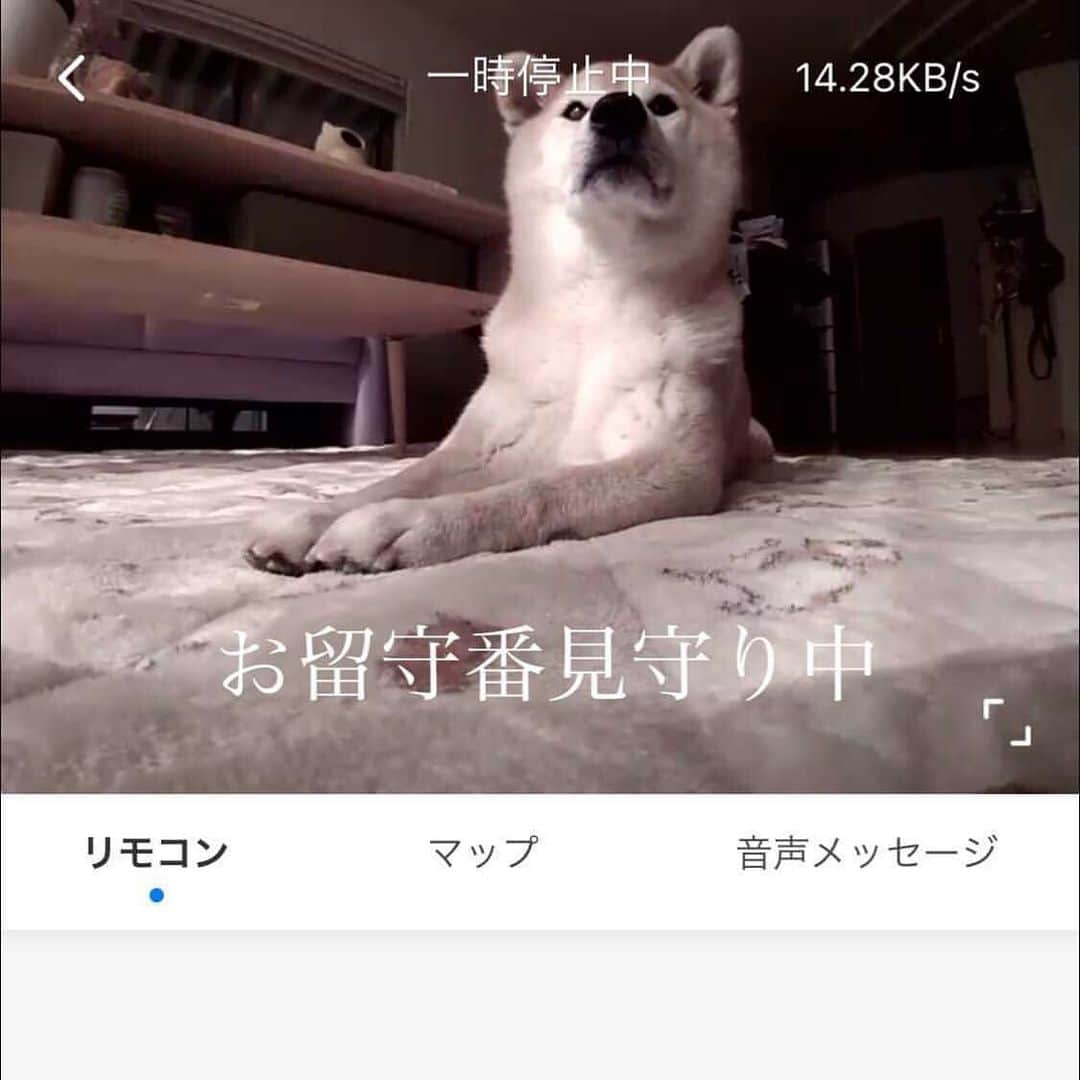 マロたんさんのインスタグラム写真 - (マロたんInstagram)「✴️ プレゼント企画終了しました。たくさんのご応募ありがとうございました🙃  ⚠️当選された方には @roborock.japan さまよりDMにて届きます。それ以外の当選通知は無効です。フィッシング詐欺にご注意ください。  🔴お問い合わせ等 @roborock.japan さままでお願いします。  🤖おすすポイント ❶掃き掃除も拭き掃除もこれ1台OK。床がサラサラで気持ちいい。 ❷二眼カメラとセンサーで床に落ちてるものを瞬時に判断。(ペットの💩をロボット掃除機が吸い込んで部屋中大惨事ってことがない…マロたん粗相しないので試せないけど) ❸見守りカメラとしても使える。(マロたんがペットカメラの死角にいる時でも、マロたんのもとへとスイスイ進んでマイクで話しかけることもできるよ) ❹普通の掃除機には噛み付くマロたんがロボロックさんには噛み付かない←重要  ✳️ストーリーズも見てね👀  #roborock #roborocks6maxv #ロボロック #ロボロックのある生活 #roborockpr #ロボット掃除機 #プレゼントキャンペーン #懸賞 #柴犬  #shiba」2月1日 20時16分 - minapple