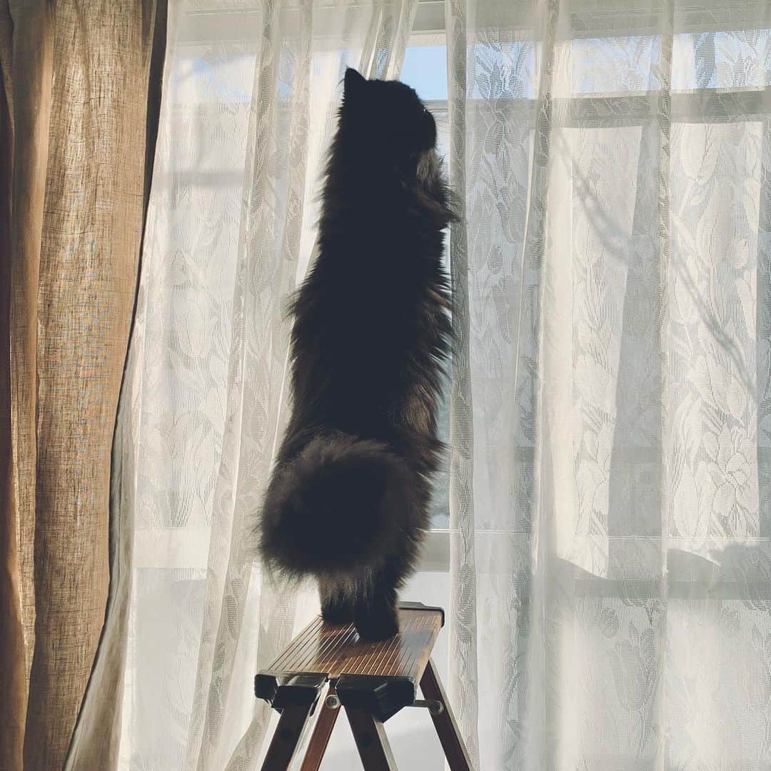 てふさんのインスタグラム写真 - (てふInstagram)「このままバレリーナになれる #cochicat」2月1日 20時16分 - cat_chouchou