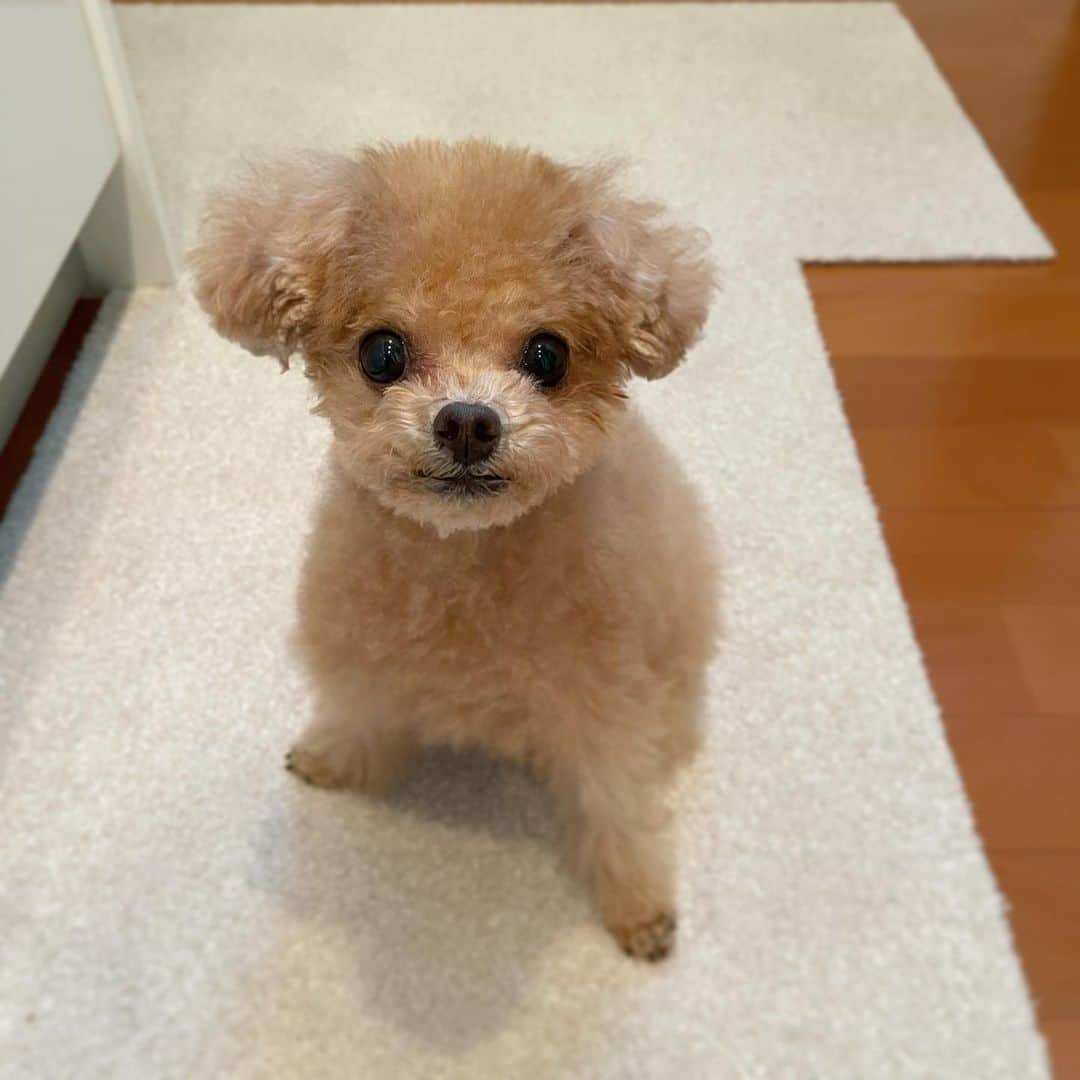 ふわのインスタグラム：「#toypoodle#toypoodlegram#dogsofinstagram#instadog#doglife#doglover#dog#fuwamama#ふわもこのふわ#ふわ#トイプードル#ふわもこ部#犬バカ部#親バカ部#犬のいる暮らし#いぬすたぐらむ#副作用で脱毛#ひよこの毛みたい#トリミング#ありがとうございました」