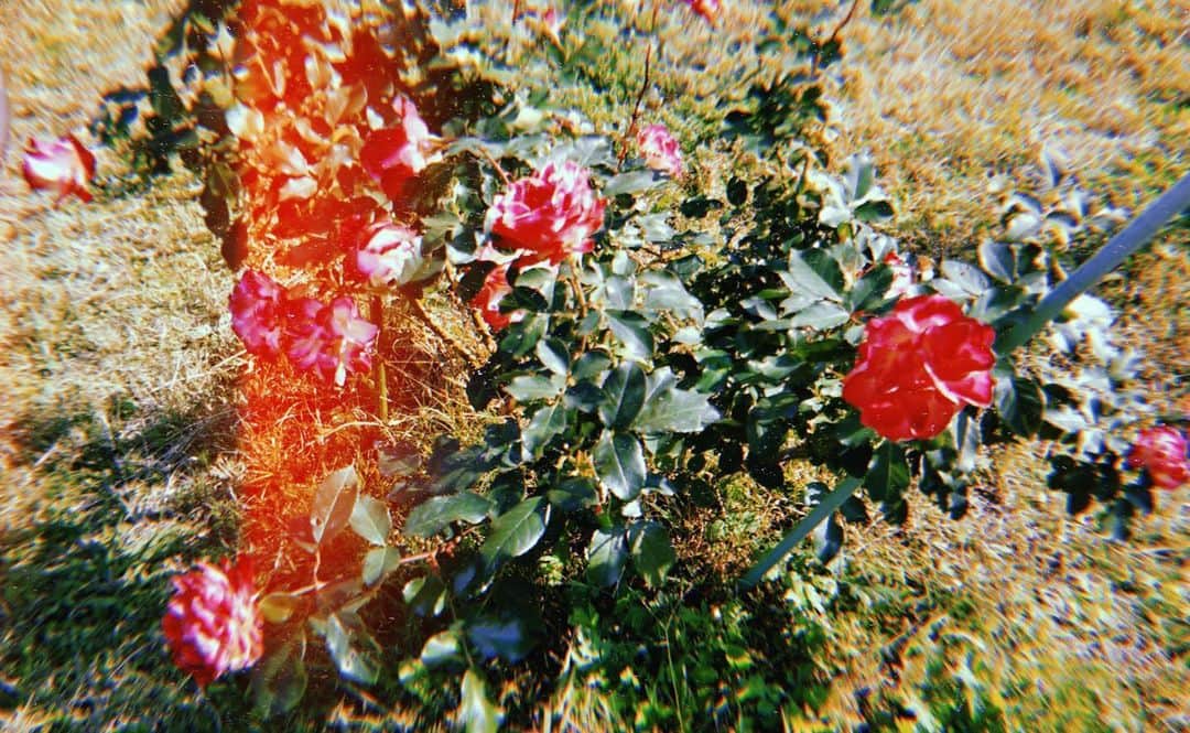 ミッチーのインスタグラム：「🥀」