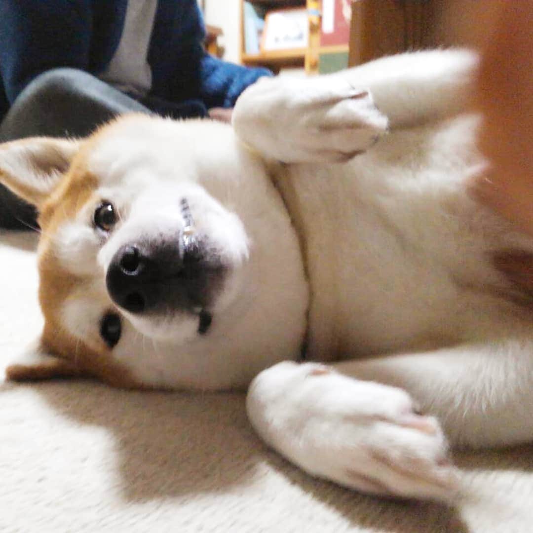 柴犬⭐️サスケのインスタグラム：「こんばんワン #柴犬#赤柴#茶助通信#わんだフォ #犬ら部 #ふわもこ部 #pecoいぬ部 #shibastagram」