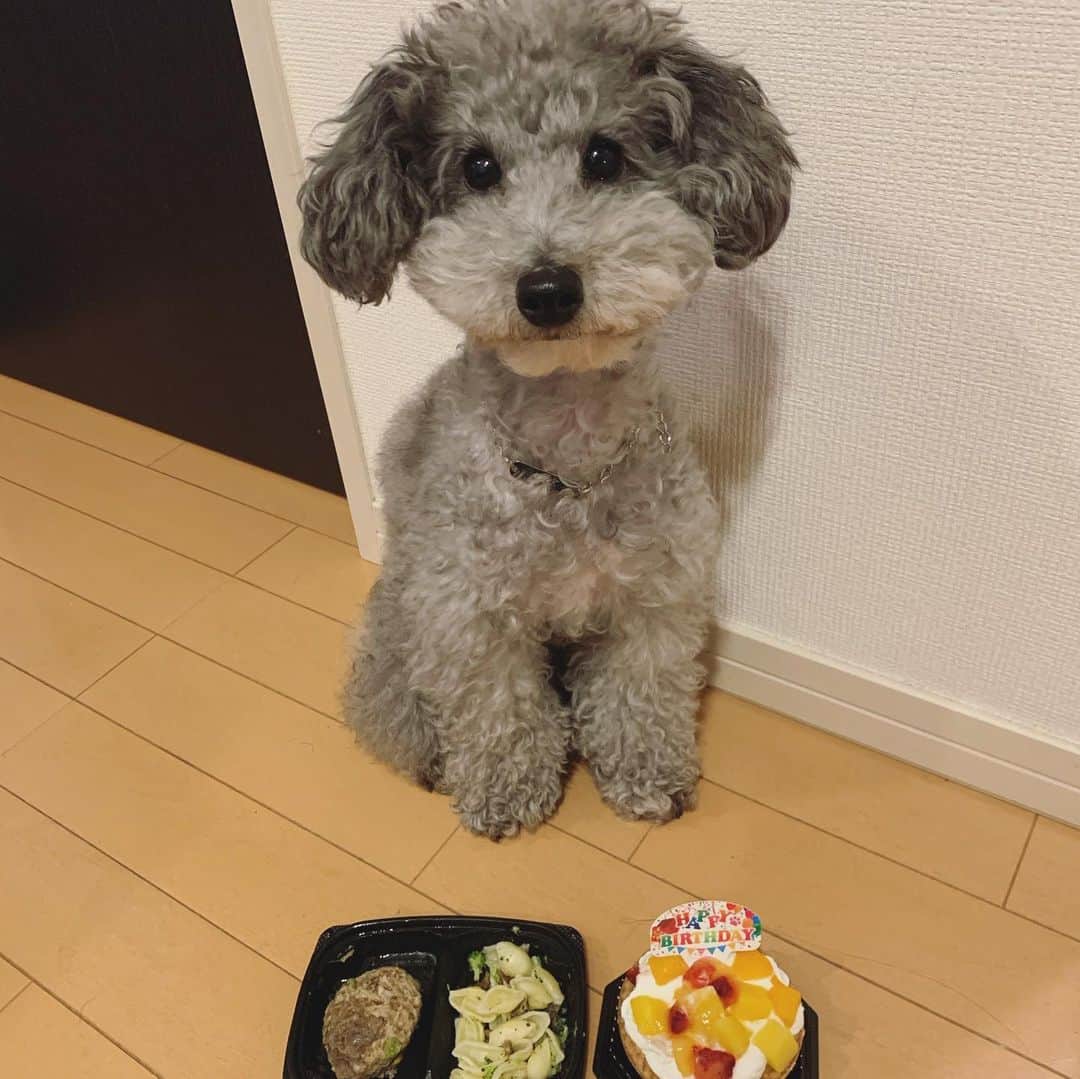 西丸優子さんのインスタグラム写真 - (西丸優子Instagram)「レオンちゃん 昨日4歳になりましたっ🎂  ハンバーグとケーキでお祝い♪  新しいオモチャも買ってあげましたw 早速、遊び狂ってた❤️カワイイ。  もう大人なんだから、静かにお留守番できるようになるといいなぁ。。  #トイプードル　#トイプードルシルバー」2月1日 20時49分 - yukonishimaru