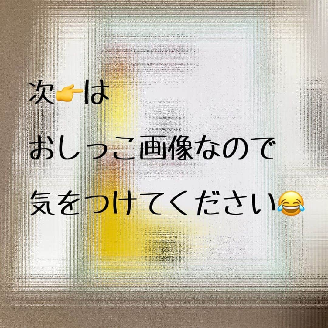 むぎちょこさんのインスタグラム写真 - (むぎちょこInstagram)「デオトイレおしっこチェックキットで おしっこチェックしてみたよ🐾  システムトイレに 採尿トレーを乗せて おしっこが出るのを待つだけ🦁  すごく簡単に採取できたよ🐾  トレーは色や量をチェックできるようになっていて 気になるおしっこが出た時は 付属のスポイトを使って 病院へ持っていけるの🐾  おしっこチェック紙は長時間待つと色が濃くなるので30秒ぐらいで判定すると良いかも♪ ちょこは ☀️か🌤あたりだったよ♪  簡単にチェックできるので﻿、これからもチェックしてみよう🙋‍♀️  🦁ちょこ♀choco #アメリカンカール #Americancurl #デオトイレおしっこチェックキット #ねこのきもち #お試し隊 #デオトイレ #デオトイレ快適ワイド」2月1日 20時53分 - mugi325channel