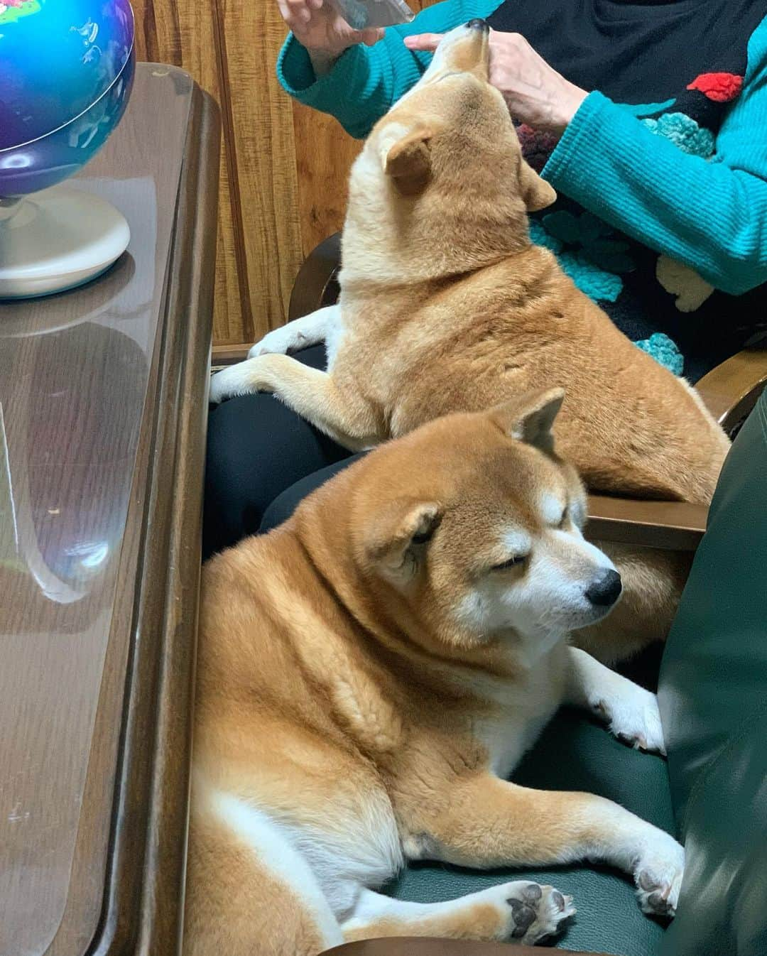 shibainu berryさんのインスタグラム写真 - (shibainu berryInstagram)「🐻🦊"Study of the dinosaur🦖🌍 with grandma👵" "飛び出す！すごい知育地球儀Shifu Orboot シーフオーブート"来たー😆🌍 @globalasiapartners   べりむく、ばあばと勉強中〜🐻🦊👵 って、むくみあくびしてるし❗️ テンションだだ下がりの🐻🦊😂 勉強嫌いはおかん似やな… 地球儀にスマホをかざすと恐竜が浮き出てくる❗️🦖浮き出てきた恐竜タップしてお勉強❗️ そんな勉強ならおかんでも楽しんでできたかも〜🥲 #ママ #パパ #おばあちゃん #おじいちゃん #家族 #家族の時間 #子育て #育児 #孫 #地球儀 #知育玩具 #ママガール #mamagirl #子供のいる暮らし #おもちゃ #おしゃれ #プレゼント #インテリア #小学生 #幼稚園 #保育園 #shifu #orboot  #plugo #count #link #playshifu #おうち時間 #おうち時間で学ぼう #PR」2月1日 20時56分 - shibainu.berry