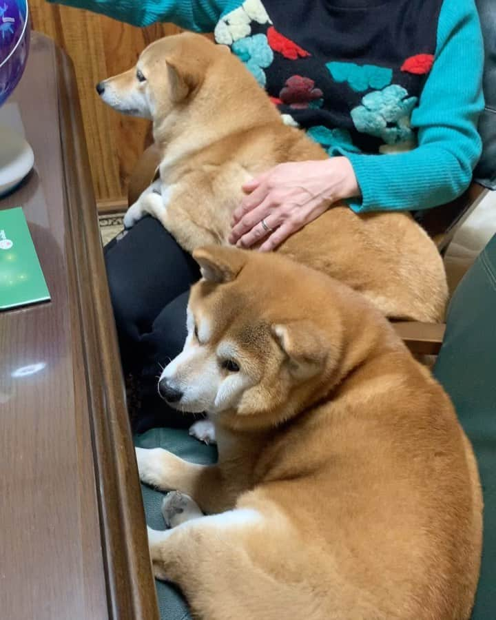 shibainu berryのインスタグラム