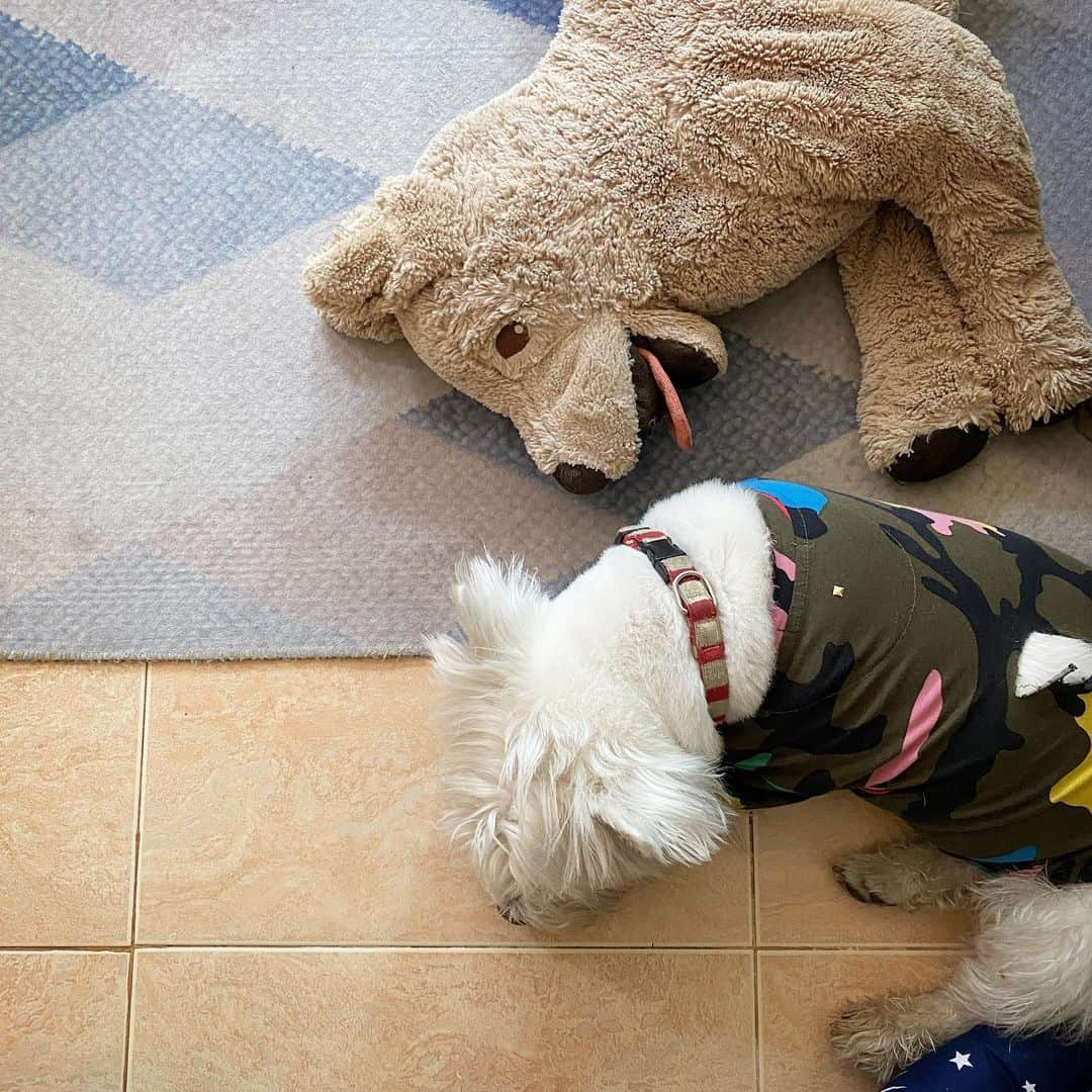 Hoykong&Plamuekのインスタグラム：「Chilling Monday #plamuek_westies #westiegram #westiesofinstagram #dogstagrsm」