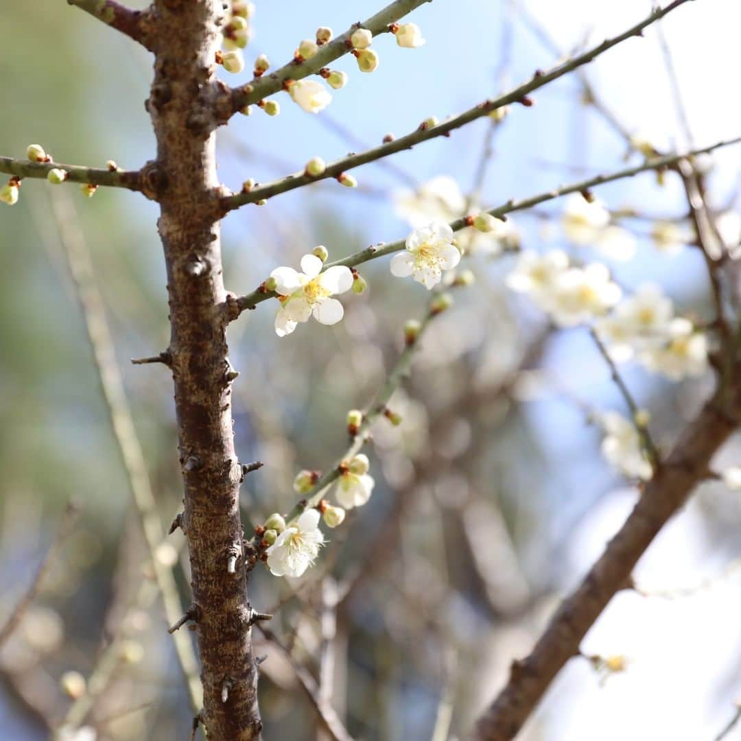 ANA.IC.MANZA.BEACH.RESORTさんのインスタグラム写真 - (ANA.IC.MANZA.BEACH.RESORTInstagram)「本日から2月。沖縄では、梅も桜もすでにその蕾をほころばせ満開へと向かっています。 皆様ご存知のとおり、沖縄の桜は本州に比べ開花も見頃もずっと早く過ぎ去ってしまうのですが、ご安心ください。当リゾートの景観を守る匠集団・植栽チームが、来年も再来年も木々が花を付け、お出でになる皆様の目を楽しませるようにと、敷地内今も入念な手入れを行っておりますので。  Our cherry and plum blossoms are now blooming, they are taken care of by our professional Gardeners Team so that you can come visit us to see them at any time, meaning even next spring, or the following spring.   #十年の計は木を樹うるに如くはなく #焦らず慌てずゆっくりと #今できることを一つずつ #ANAインターコンチネンタル万座ビーチリゾート #万座ビーチ #インターコンチネンタル #InterContinentalANAManzaBeachResort  #ANAInterContinentalManzaBeachResort #ManzaBeach #ANAインターコンチネンタル万座ビーチリゾート #万座ビーチ #インターコンチネンタル #InterContinentalANAManzaBeachResort  #ANAInterContinentalManzaBeachResort #ManzaBeach」2月1日 21時00分 - ana.ic.manza.beach.resort
