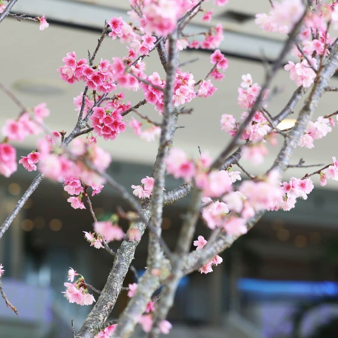 ANA.IC.MANZA.BEACH.RESORTさんのインスタグラム写真 - (ANA.IC.MANZA.BEACH.RESORTInstagram)「本日から2月。沖縄では、梅も桜もすでにその蕾をほころばせ満開へと向かっています。 皆様ご存知のとおり、沖縄の桜は本州に比べ開花も見頃もずっと早く過ぎ去ってしまうのですが、ご安心ください。当リゾートの景観を守る匠集団・植栽チームが、来年も再来年も木々が花を付け、お出でになる皆様の目を楽しませるようにと、敷地内今も入念な手入れを行っておりますので。  Our cherry and plum blossoms are now blooming, they are taken care of by our professional Gardeners Team so that you can come visit us to see them at any time, meaning even next spring, or the following spring.   #十年の計は木を樹うるに如くはなく #焦らず慌てずゆっくりと #今できることを一つずつ #ANAインターコンチネンタル万座ビーチリゾート #万座ビーチ #インターコンチネンタル #InterContinentalANAManzaBeachResort  #ANAInterContinentalManzaBeachResort #ManzaBeach #ANAインターコンチネンタル万座ビーチリゾート #万座ビーチ #インターコンチネンタル #InterContinentalANAManzaBeachResort  #ANAInterContinentalManzaBeachResort #ManzaBeach」2月1日 21時00分 - ana.ic.manza.beach.resort