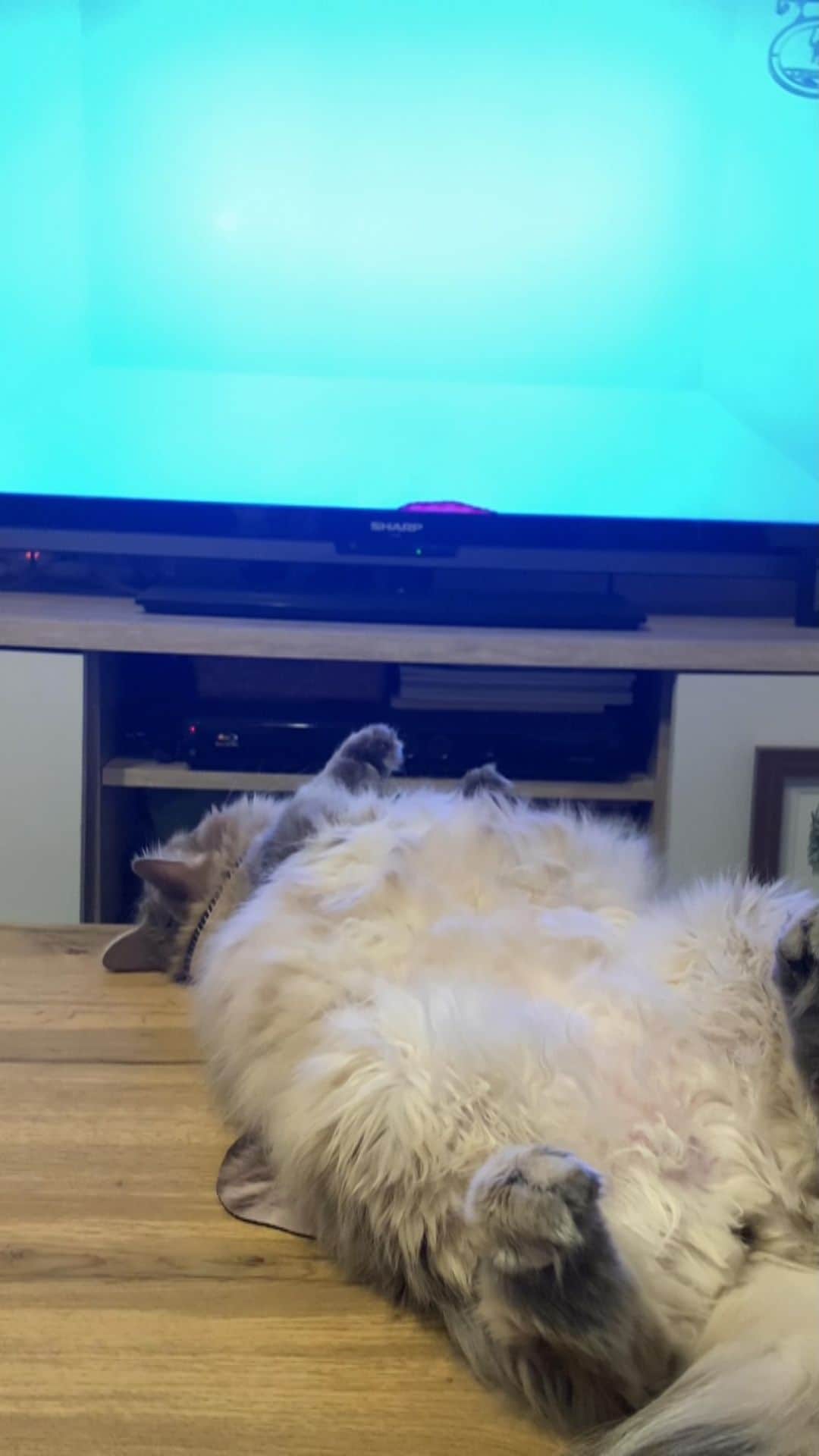 nocoaのインスタグラム：「． 猫の本能どこいった ． ． #ロイサラサラ #ロイサラ成長記録  #nocoa動画#catvideo#猫動画 #グレー猫#猫#ねこ#ねこ部#cat#にゃんすたぐらむ#catsofinstagram#DailyFluff#WeeklyFluff#bestmeow#ペコねこ部#猫のいる暮らし#9gag#meowed#サンデイ#猫とインテリア#9gagcute」