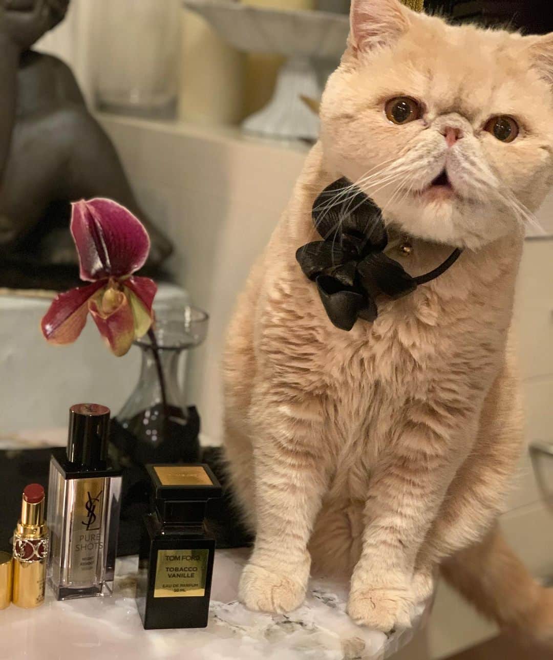 のインスタグラム：「花屋さんで見かけて、お！サンローランって思い オーキッドを一輪購入しました。 オカイユで買ったヴィンテージのウェッジウッドの花瓶に最初に入れる花にふさわしいなぁ。と。  チョーカーは確か2003年のyslのデザインをトムフォードがしていた時に購入したチョーカー。 ブラックオーキッドが好きなトムフォードさんの初期の物です。  ysl ルージュヴォリュプテ76 レッド イン ザ ダーク：ルールを破るダークレッドは素敵なネーミングとカッコ良い赤なのにデイリーに使いやすい色と質感です。  ysl ピュアショットナイトセラム 夜用の美容液。 疲れた日の夜に首から顔全体に軽くマッサージする様につけるだけで、翌朝の肌の透明感が違います。  トムフォードオードパルファム タバコバニラ 初めて買ったトムフォードの香水 オリエンタルなスパイシーノートで甘くエキゾチックな香りです。 たばこ、トンカビーン、バニラとカカオのノート2007年発売の物  繋がってるなぁとインスタアップしました。」
