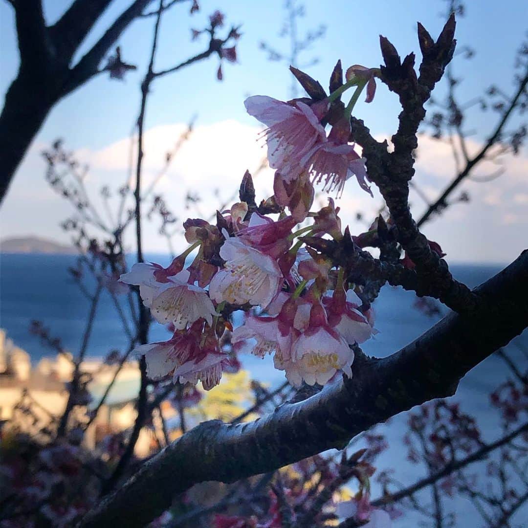 ホテルニューアカオ　熱海温泉＆リゾートのインスタグラム：「・ 熱海桜は例年１月中旬から２月中旬まで見頃を迎えており、ニューアカオ の敷地内にございます#花の妖精 の上から撮影しました熱海桜も綺麗に咲き誇っております😊🌸 糸川桜まつりで有名な#糸川遊歩道 の熱海桜も満開とのことですよ☺️✨」