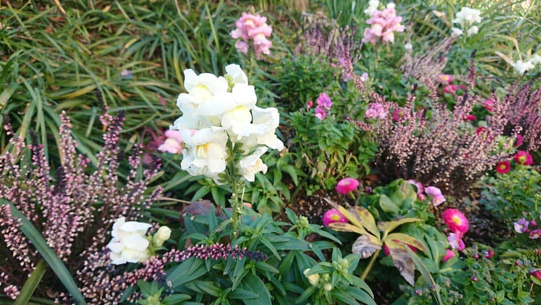 桜花のインスタグラム：「お花、癒されます🍀高山植物にも会いたいな🌷  みなさんすてきな夢を〜🌷」
