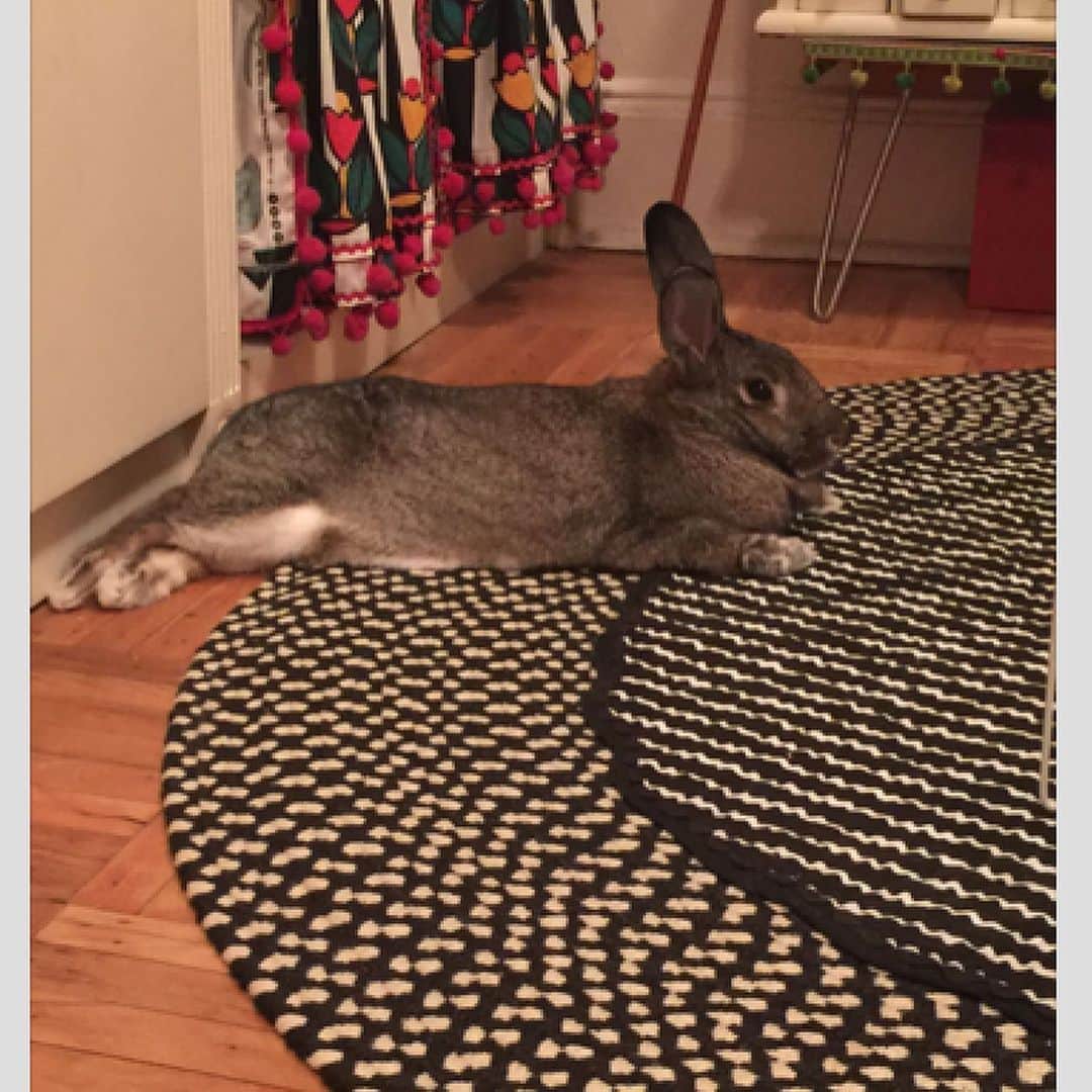 エイミー・セダリスさんのインスタグラム写真 - (エイミー・セダリスInstagram)「Rabbit rabbit #tabbitrabbit Tina Bunny #myguy」2月1日 21時21分 - amysedaris