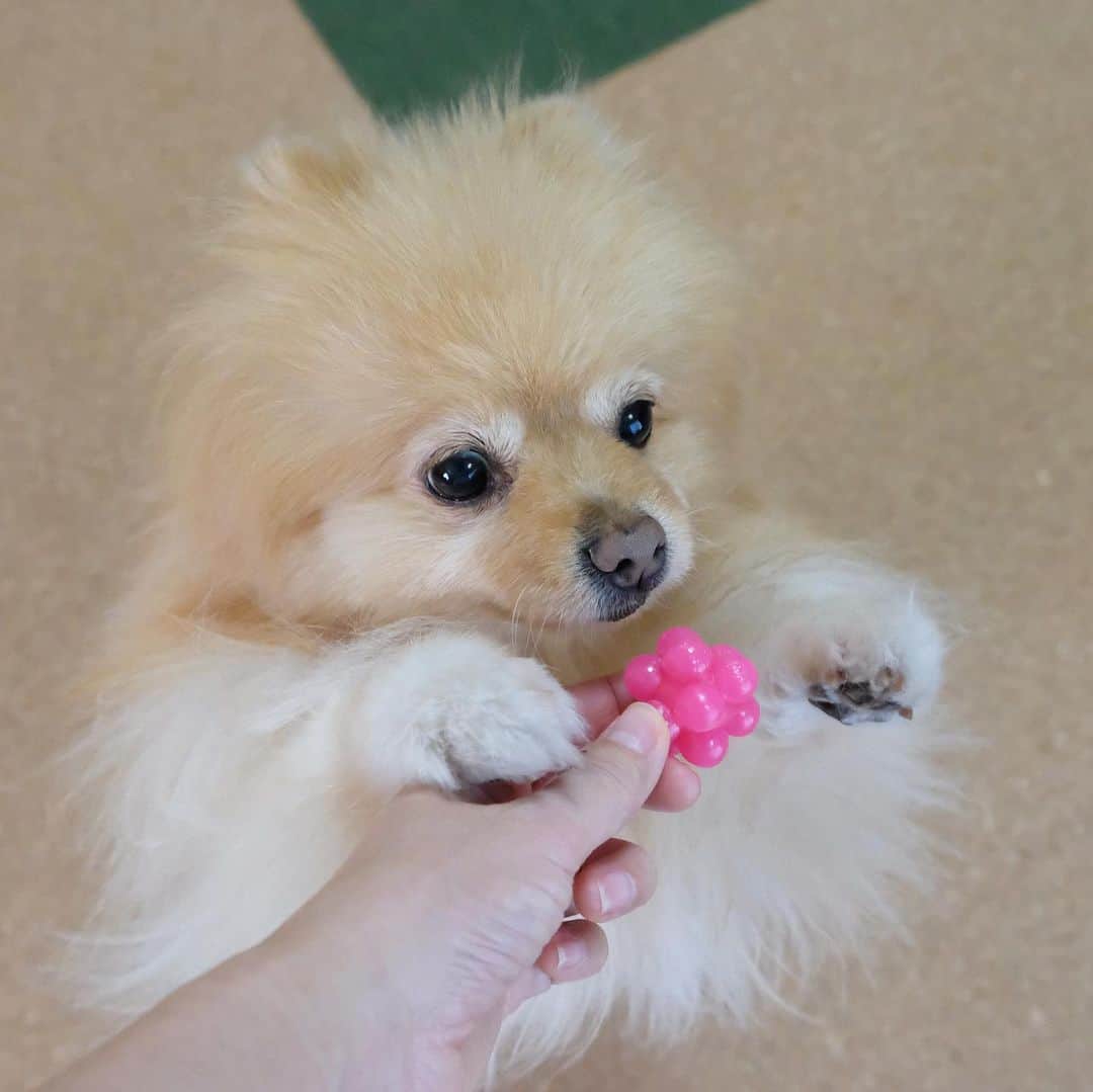 Hanaさんのインスタグラム写真 - (HanaInstagram)「とにかく新しいオモチャへの熱がハンパない * 興味津々 * 研究者タイプ * * ブログ更新しました♪ http://kedamakyoudai.blog.jp/ #Pomeranian#pom#pompom#pomstagram#pets#dogs#doglover#dogsofinstagram#dogstagram#Japan#Kawaii#fluffydog#ポメラニアン#犬#いぬら部#pecoいぬ部#포메라니안#もふもふ#ふわもこ部#cute#cutedog#funny#funnydog#いぬのきもち#犬と猫#ライブドアインスタブロガー」2月1日 12時27分 - mofu2family