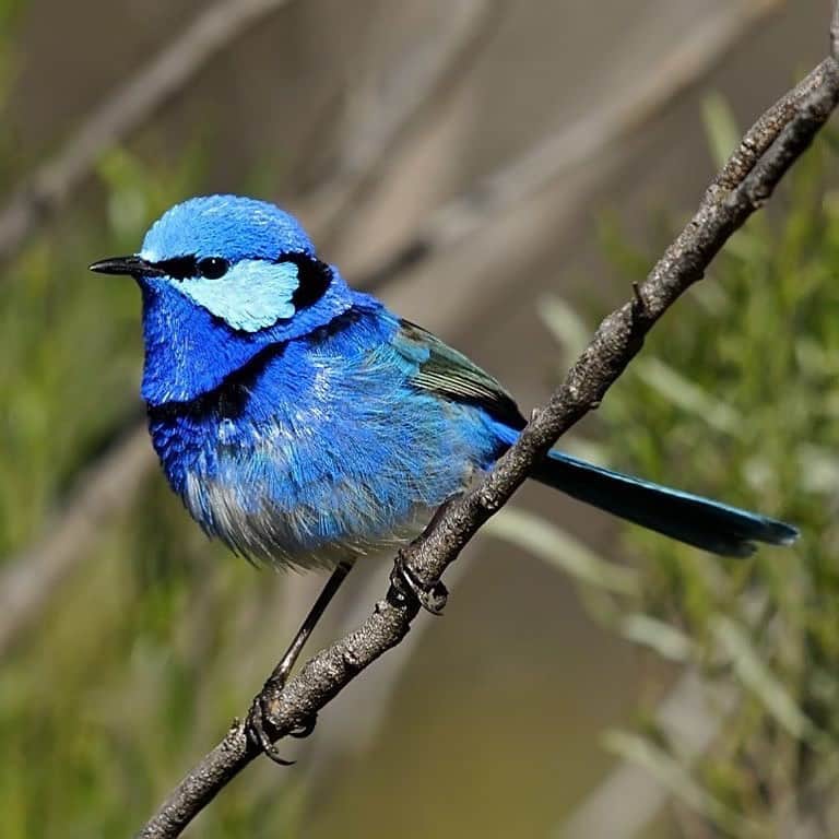 アメリカ自然史博物館のインスタグラム：「Between August and January, male Splendid Fairywrens (Malurus splendens) turn on the charm—and turn up the color of their plumage to a vibrant blue—for breeding season. When they’re not looking for a mate, males lose much of their color—with the exception of the hue along their wings and tails—and become mostly brown, like their female counterparts. These birds can be found across much of Australia, where they live in shrublands or woodlands with dense vegetation. They are insectivores, but also snack on seeds. Photo: David Cook, CC BY-NC 2.0, flickr」