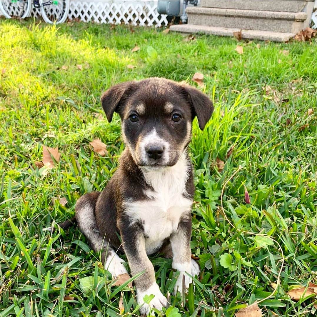 ソフィー・シュミットのインスタグラム：「Meet Oates. Newest member of the family! . I found her running around in the park following my workout along with 5 of her sisters. It broke my heart. The sweet wee things. It was a happy ending for all the pups tho. . She has found her way into my life and my heart. Leia is warming up to the idea if having a sister and is teaching her the ways. . Not sure how old or the breed, but she is a baby for sure. . We love you Oates and cannot wait for you to meet Nic. He is already smitten.」