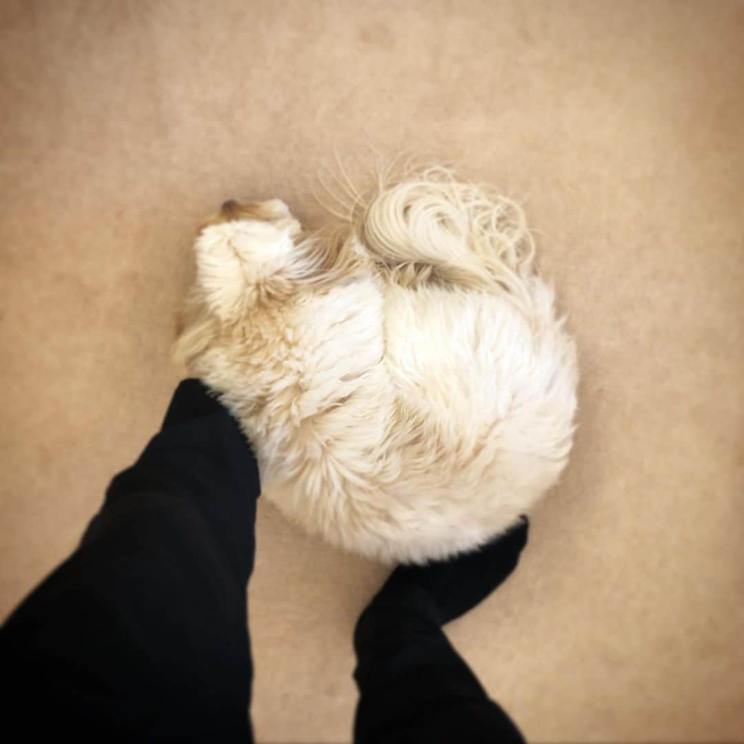 北山陽一のインスタグラム：「あしもといちまうまう。 #きたやまおもち」