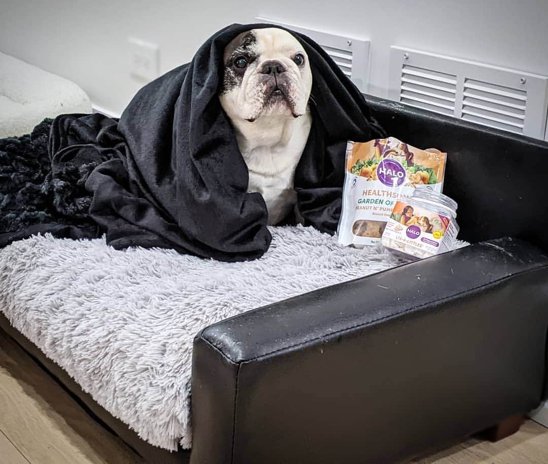 Manny The Frenchieのインスタグラム：「Self care Sunday means a comfy bed, warm blanket, and SNACKS! 😋  @halopets」