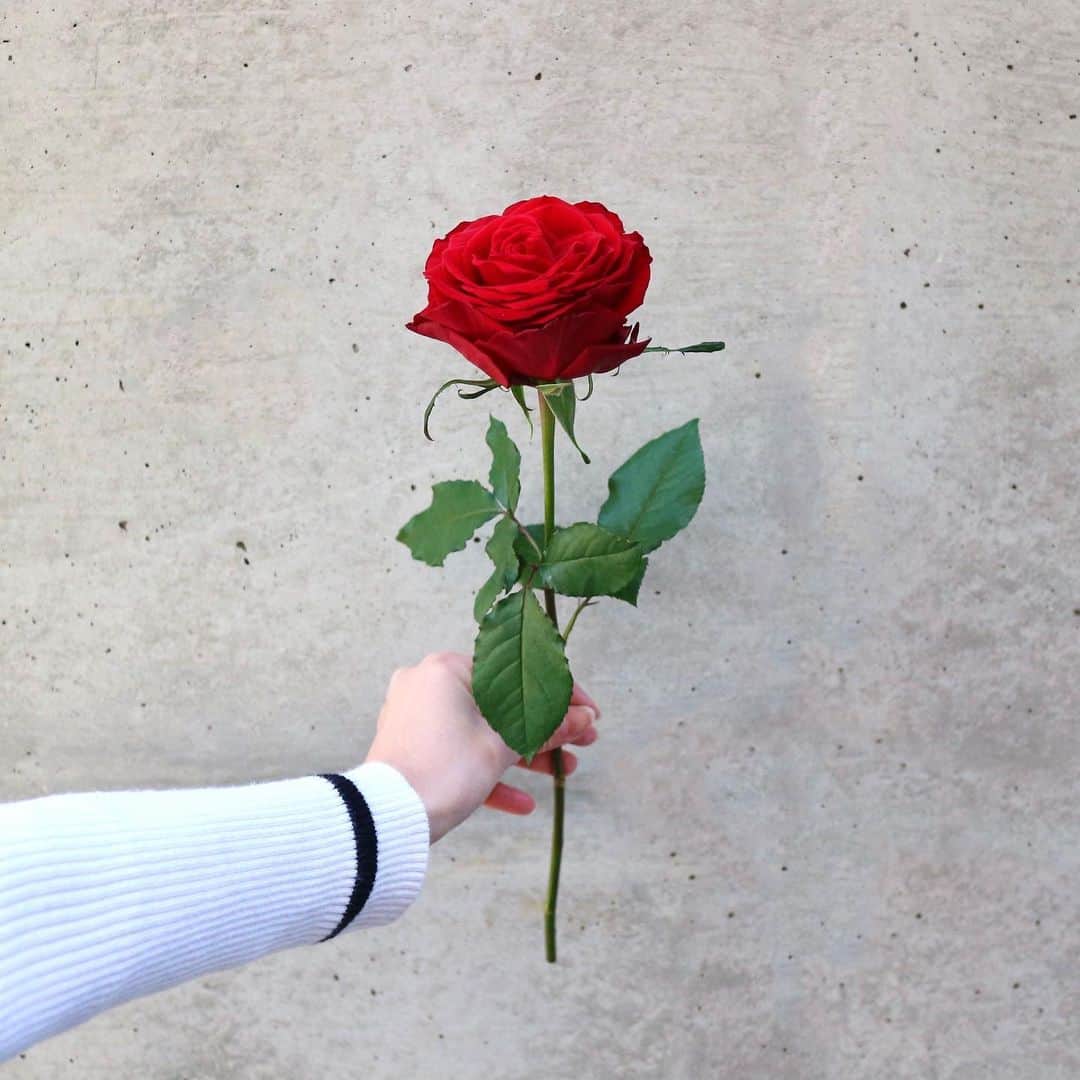 杉下理世のインスタグラム：「ROSE🥀 #rose #薔薇 #花のある暮らし #花屋 #flower #red #love」