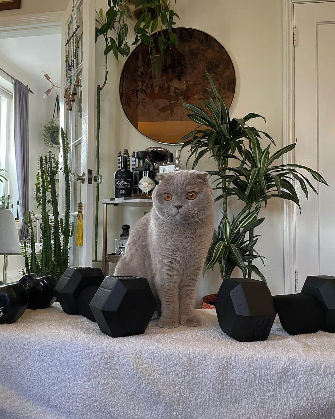 Millaさんのインスタグラム写真 - (MillaInstagram)「#LadiesWhoLift 🏋🏻‍♀️ #MillaTheCat 😺」2月1日 13時20分 - millathecat