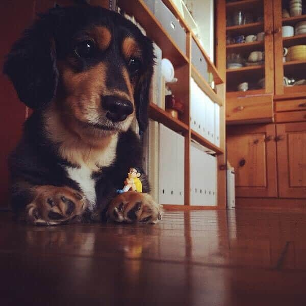 太田りこさんのインスタグラム写真 - (太田りこInstagram)「今日は愛犬チップの命日🌼  ふと夢に出てきたりして、いつもそばにいる気がする。 大切な家族の一員。 過保護ってくらい常に抱っこしてたなぁ。 一緒に成長してきた友達みたいな妹みたいな姉みたいな存在。  犬って何匹かで普通は生まれるけど、私と同じ一人っ子で生まれたんだって。 性格も似ていて、出会えたのが運命みたいだったね☺️  いつまでも大好きだよ☺️♥️  また会いたいな🌼  #0201 #myfamily」2月1日 13時20分 - porico0617