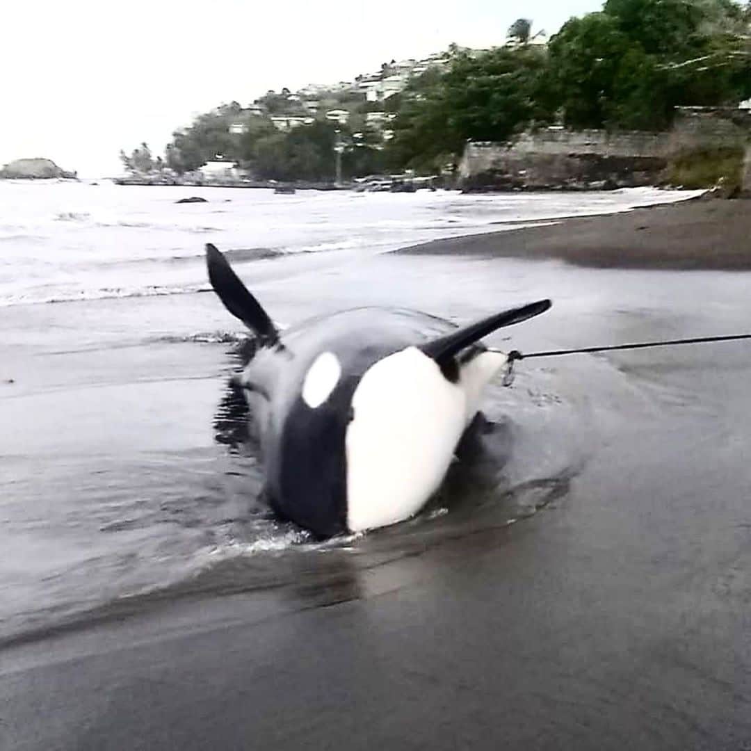 ブライアン・アダムスのインスタグラム：「Follow the @svgef to find out more about this very sad story of a slaughtered Orca whale. #savetheorcas #savethewhales」