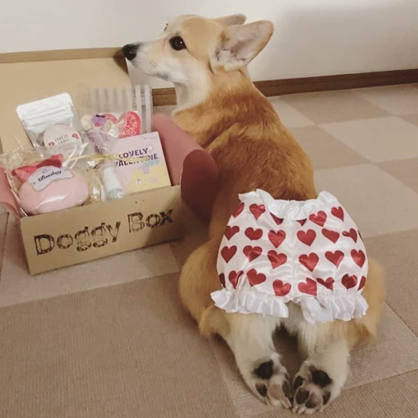 さゆりさんのインスタグラム写真 - (さゆりInstagram)「◡̈⋆2021.2.1.Mon.◡̈⋆ 今月も届きました @doggybox_jp  * 小さくて パンツ はけなかった😅🤣🤣 * * * * * *」2月1日 14時06分 - jejejunh