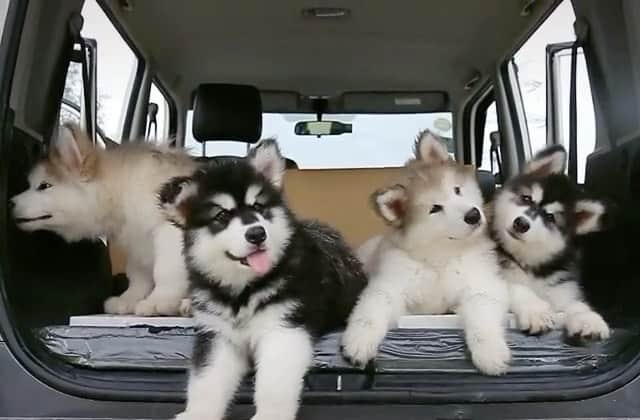 husky and malamuteのインスタグラム：「Wow...cute 🥰🥰😘😘」