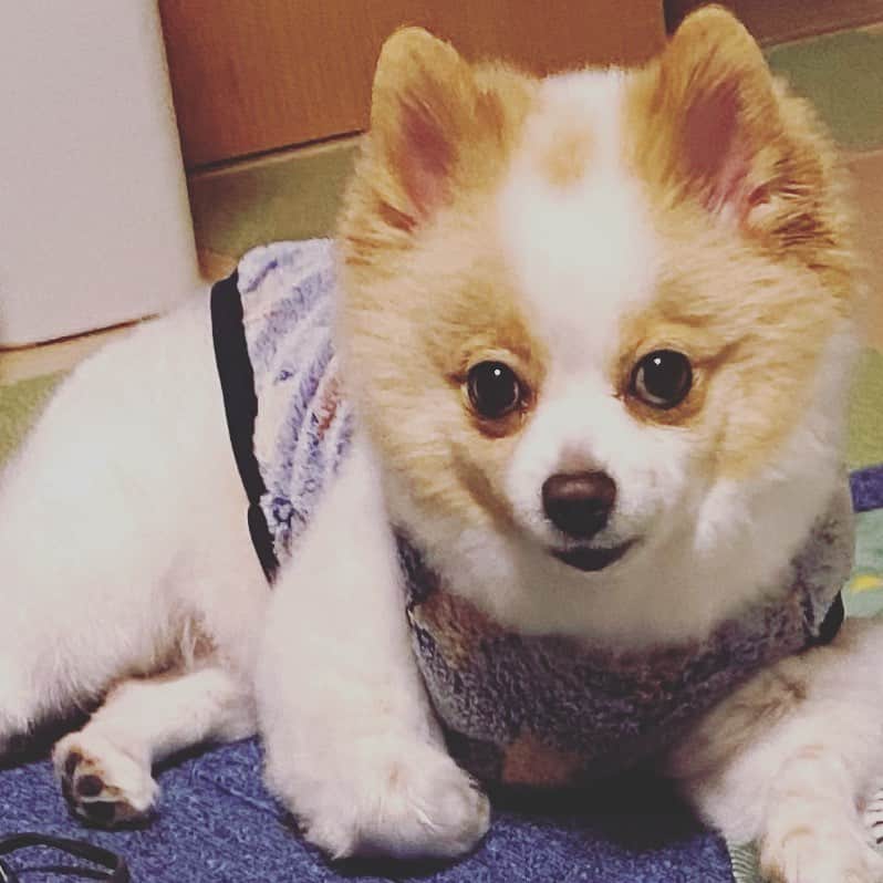 匠ひびきのインスタグラム：「朝早くからお越ししに来たのですが、ご飯一粒も食べず、2度寝😓  おやつに混ぜても、茹でたササミに混ぜても、ご飯だけプイッと食べません。  病院へ行って来ます。 ご飯を食べない理由があるはず。 先生に診て頂いて来ます。  皆様に心配かけて申し訳ありません🙇‍♀️🙇‍♀️🙇‍♀️🙇‍♀️🙇‍♀️  そして有難うございます💕 夜、また、報告します。」