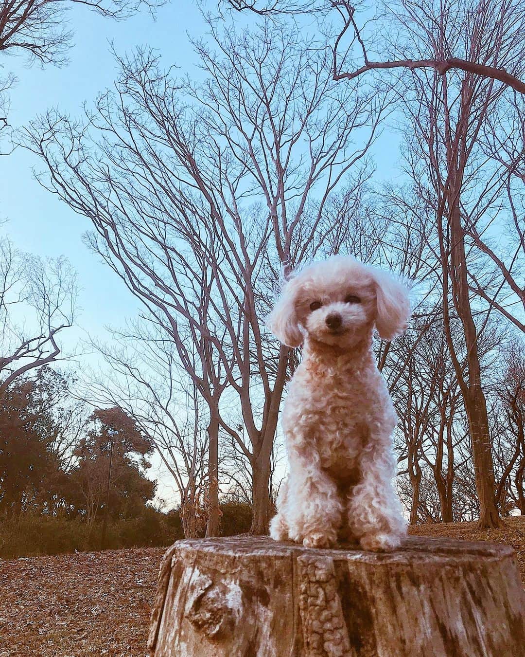 植松真理子さんのインスタグラム写真 - (植松真理子Instagram)「お散歩🍂 #tinypoodle #poodle #poodlegram  #dog #doglife #petsagram #photo」2月1日 14時46分 - mariko__mm