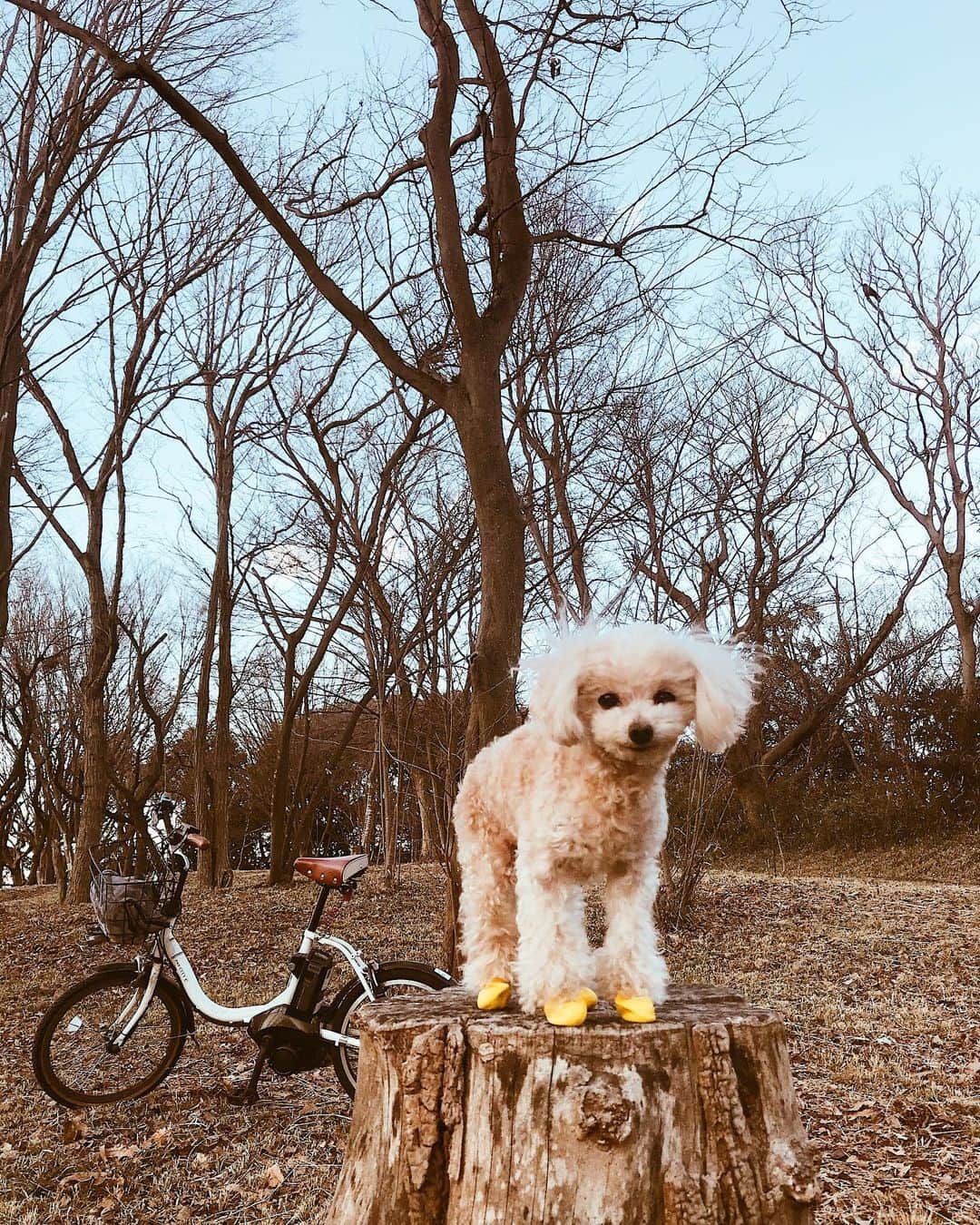 植松真理子さんのインスタグラム写真 - (植松真理子Instagram)「お散歩🍂 #tinypoodle #poodle #poodlegram  #dog #doglife #petsagram #photo」2月1日 14時46分 - mariko__mm