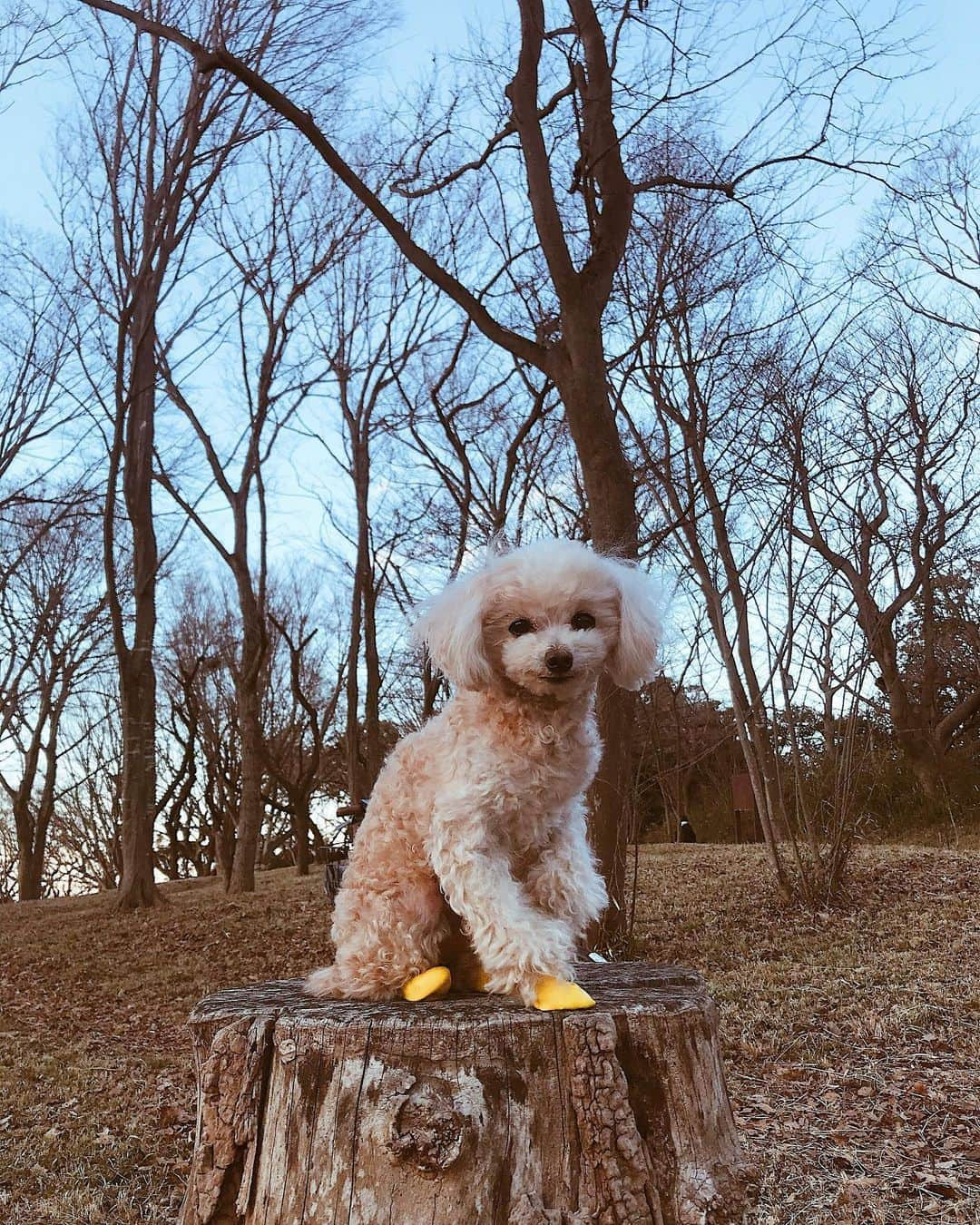 植松真理子のインスタグラム：「お散歩🍂 #tinypoodle #poodle #poodlegram  #dog #doglife #petsagram #photo」