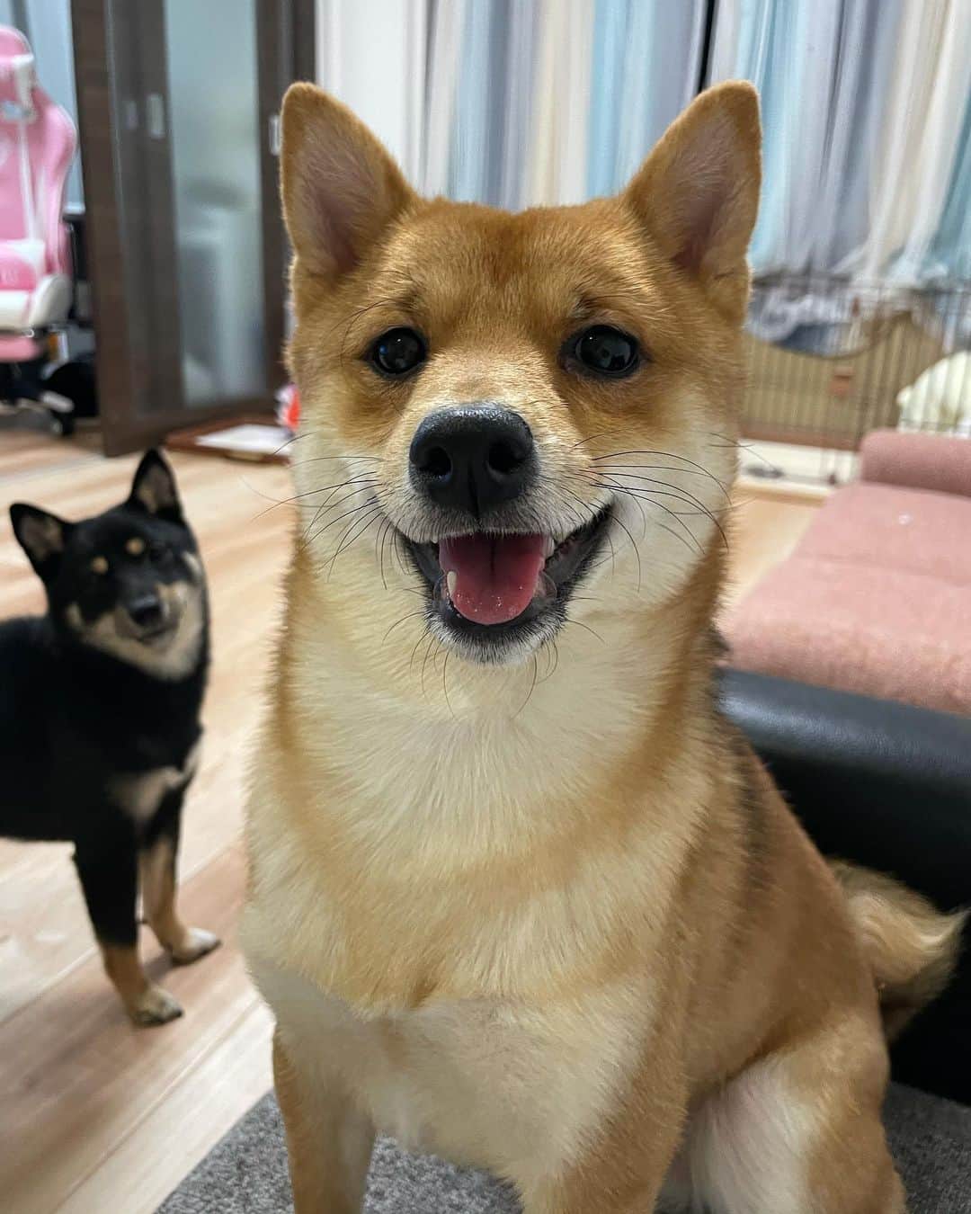 環奈（長沢菜々香の飼い犬）のインスタグラム：「むちころーず  . . .  #豆柴#柴犬#日本犬#黒柴#黒豆柴#まめしば#しばいぬ#しば#しばすたぐらむ #こいぬ #柴  #ここ柴部#柴子犬 #shibalove #mameshiba #kuroshiba #shibainu #shiba #shibadog #shibastagram #shibastyle」