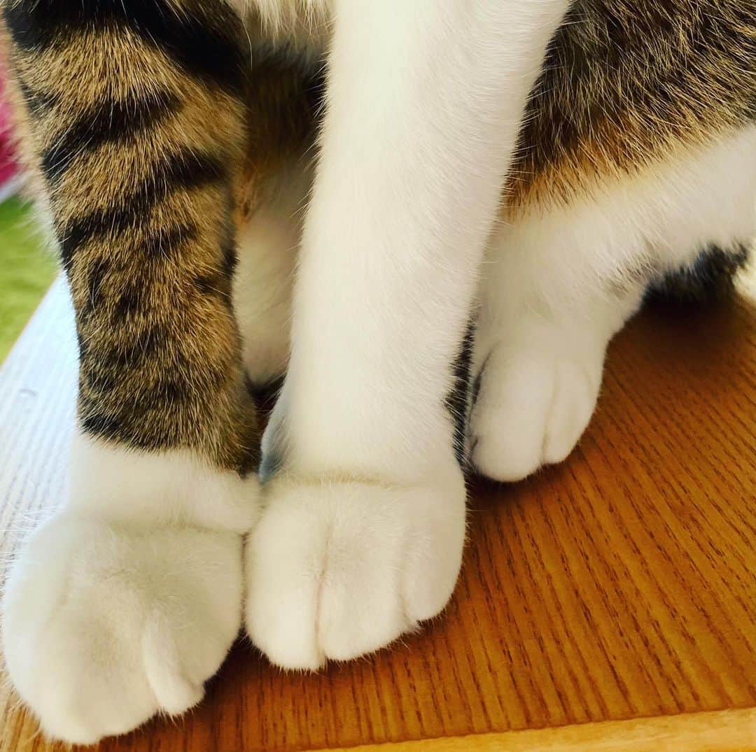 野本かりあのインスタグラム：「おてて、立派すぎない⁉️ #lukarly #catsofinstagram #にゃんすたぐらむ」