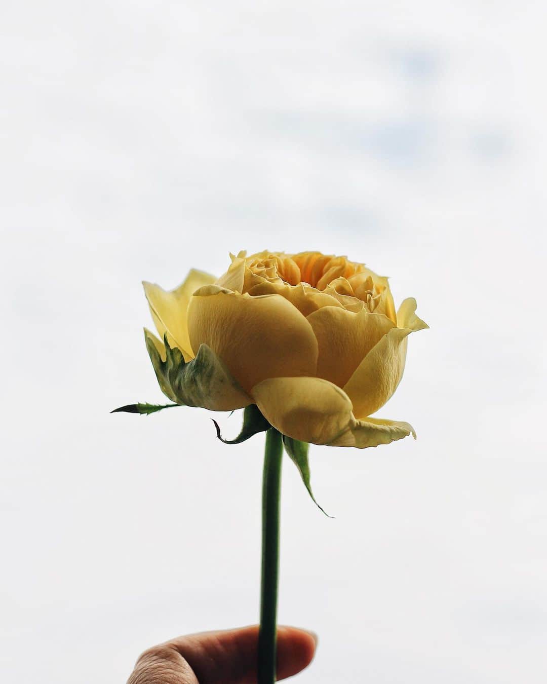 yukaさんのインスタグラム写真 - (yukaInstagram)「February ◌*･ﾟ ・ ・ ・ #ザ花部 #team_jp_flower  #indies_minimal  #ig_flowers  #vsco #はなまっぷ」2月1日 15時07分 - yuka_ff